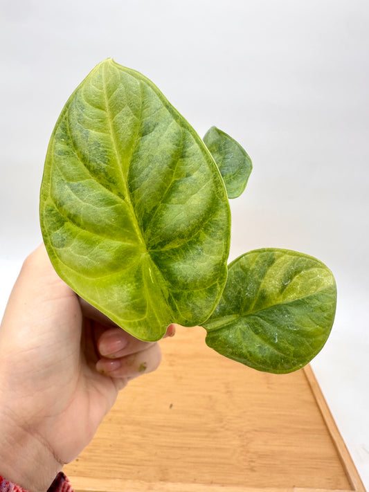 Alocasia Silver Dragon Aurea
