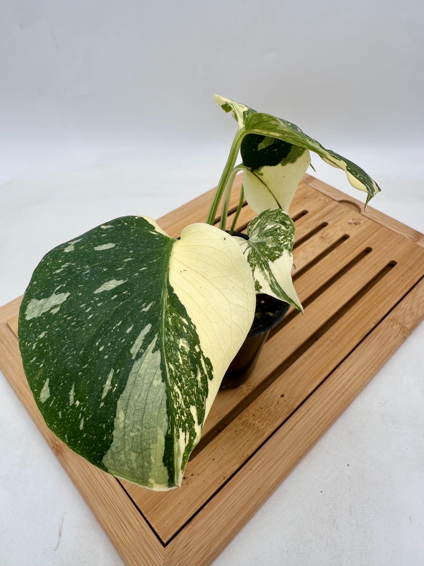 Monstera Thai Constellation - Snow White Pattern