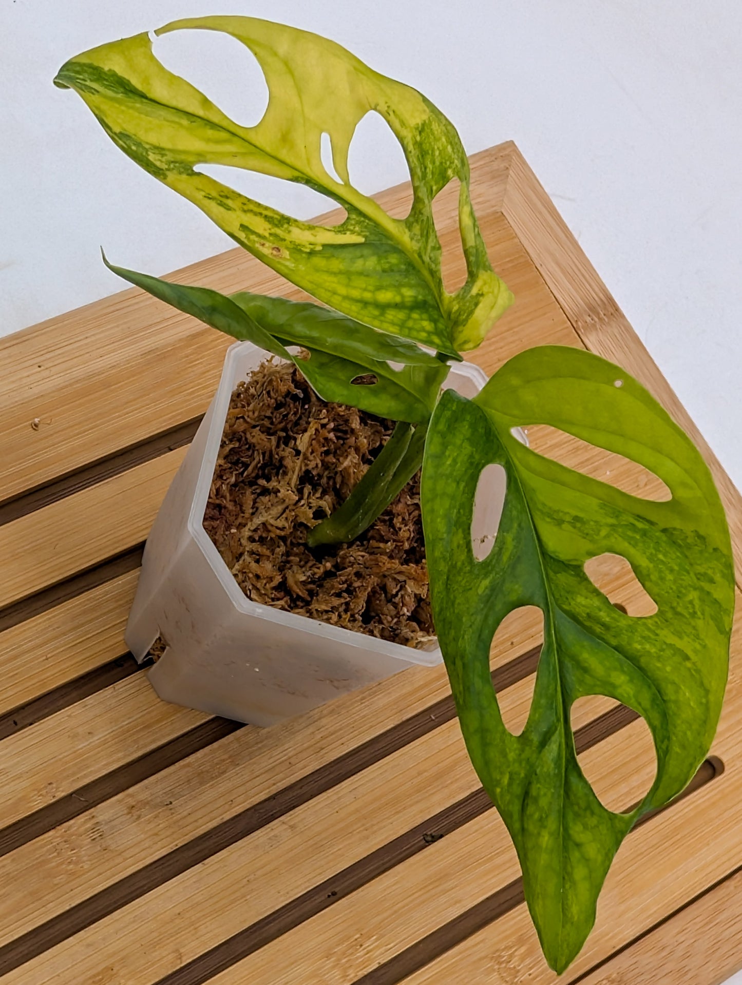 Monstera Adansonii Aurea Variegated