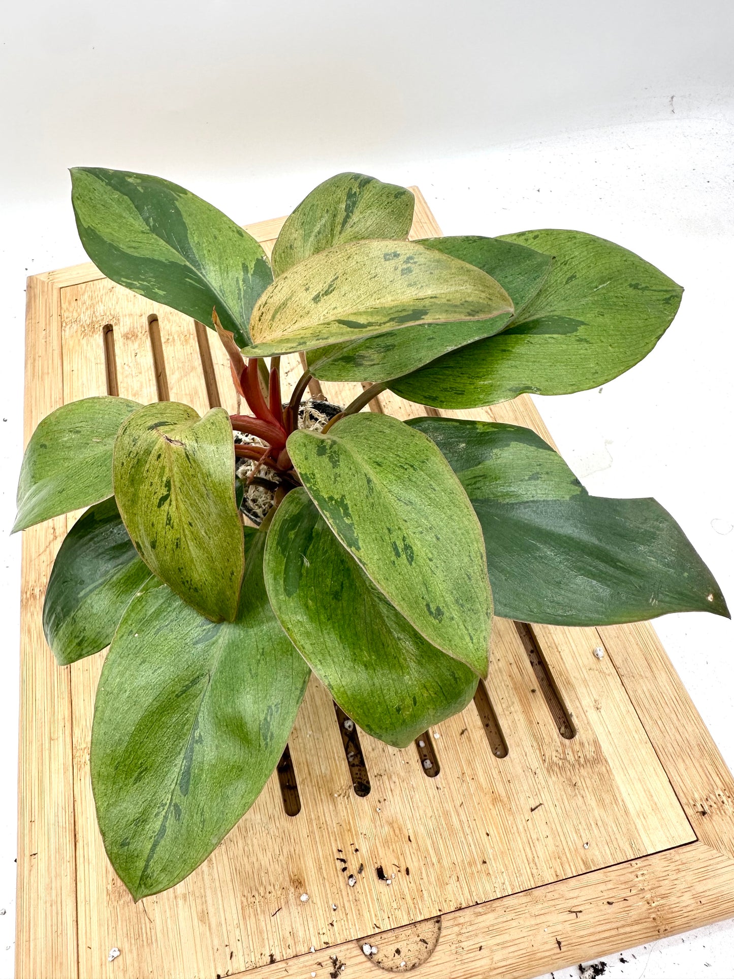 Black Friday Sales - Philodendron Red Congo Mint Variegated