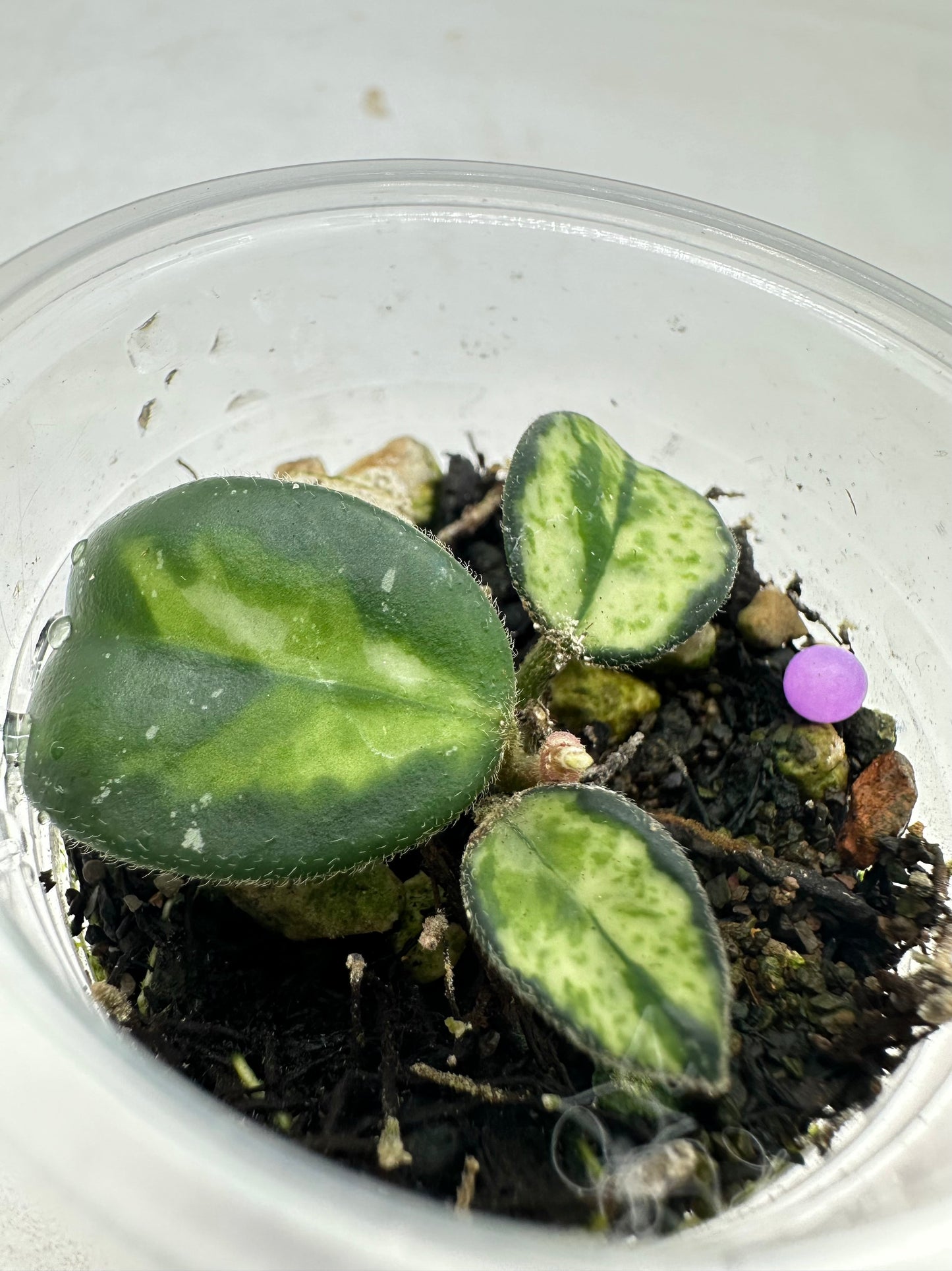 Hoya Mathilde Variegated - Activated New Growth
