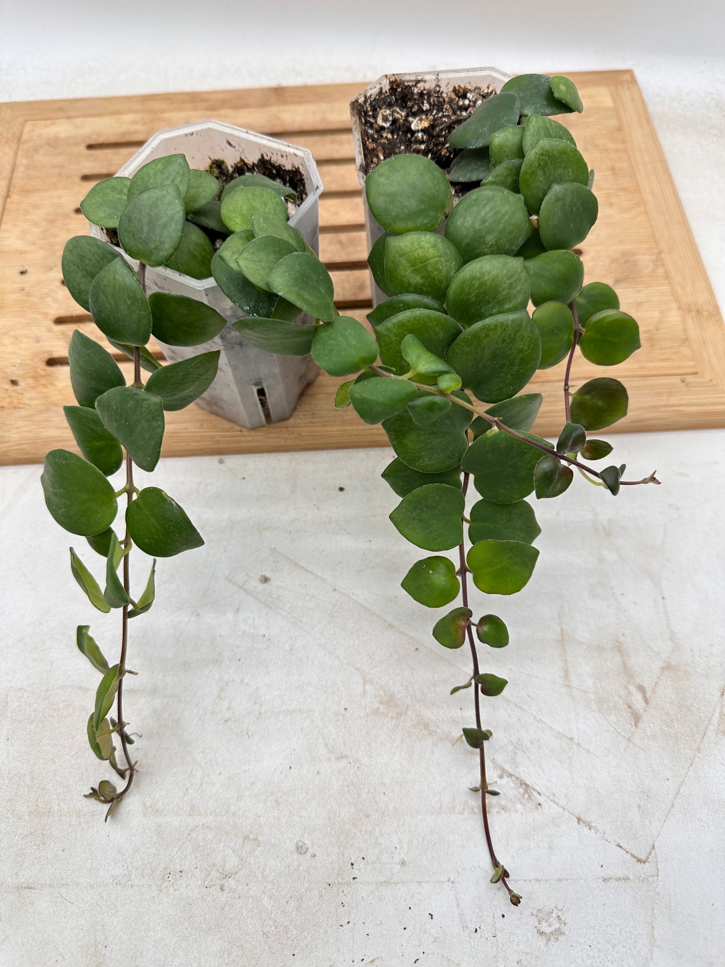 Thai Pink 🌸 Lipstick Plant - August Sale