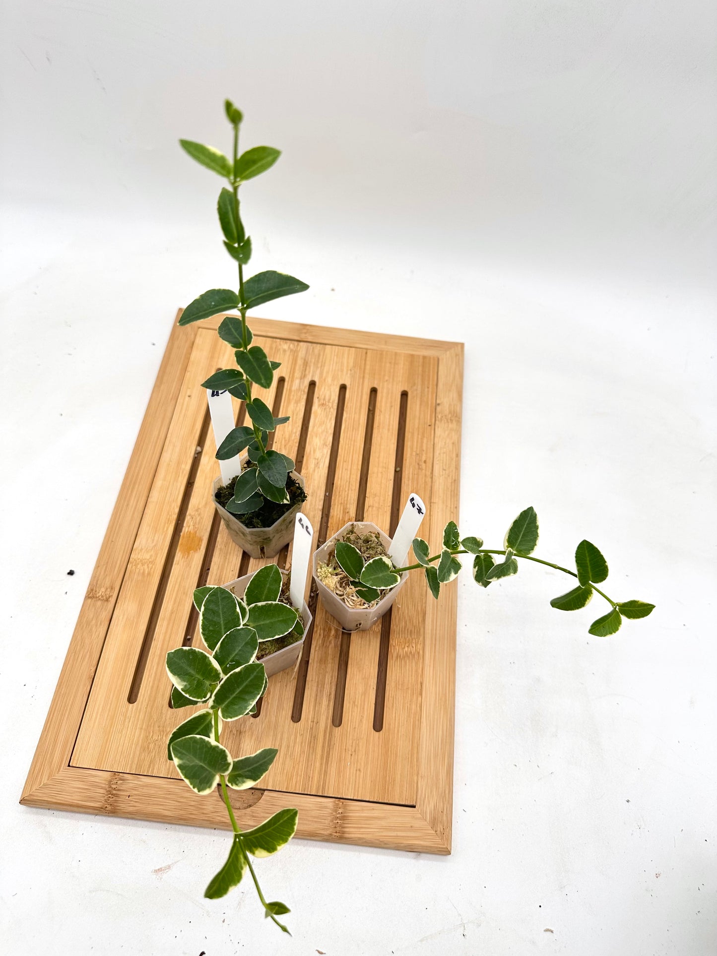 Hoya Cumingiana Variegated 45 46 47