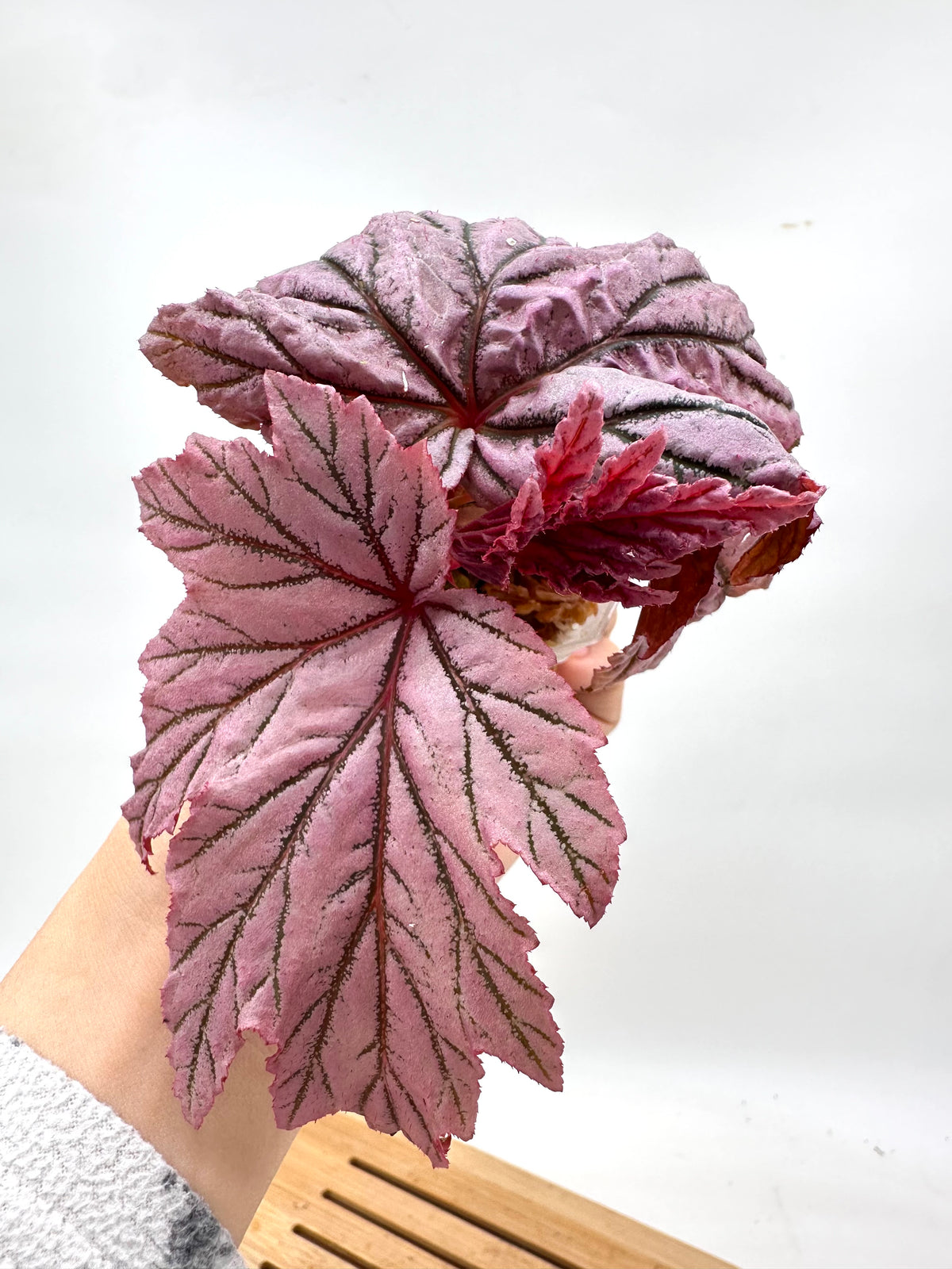 Begonia ‘Lamoon’