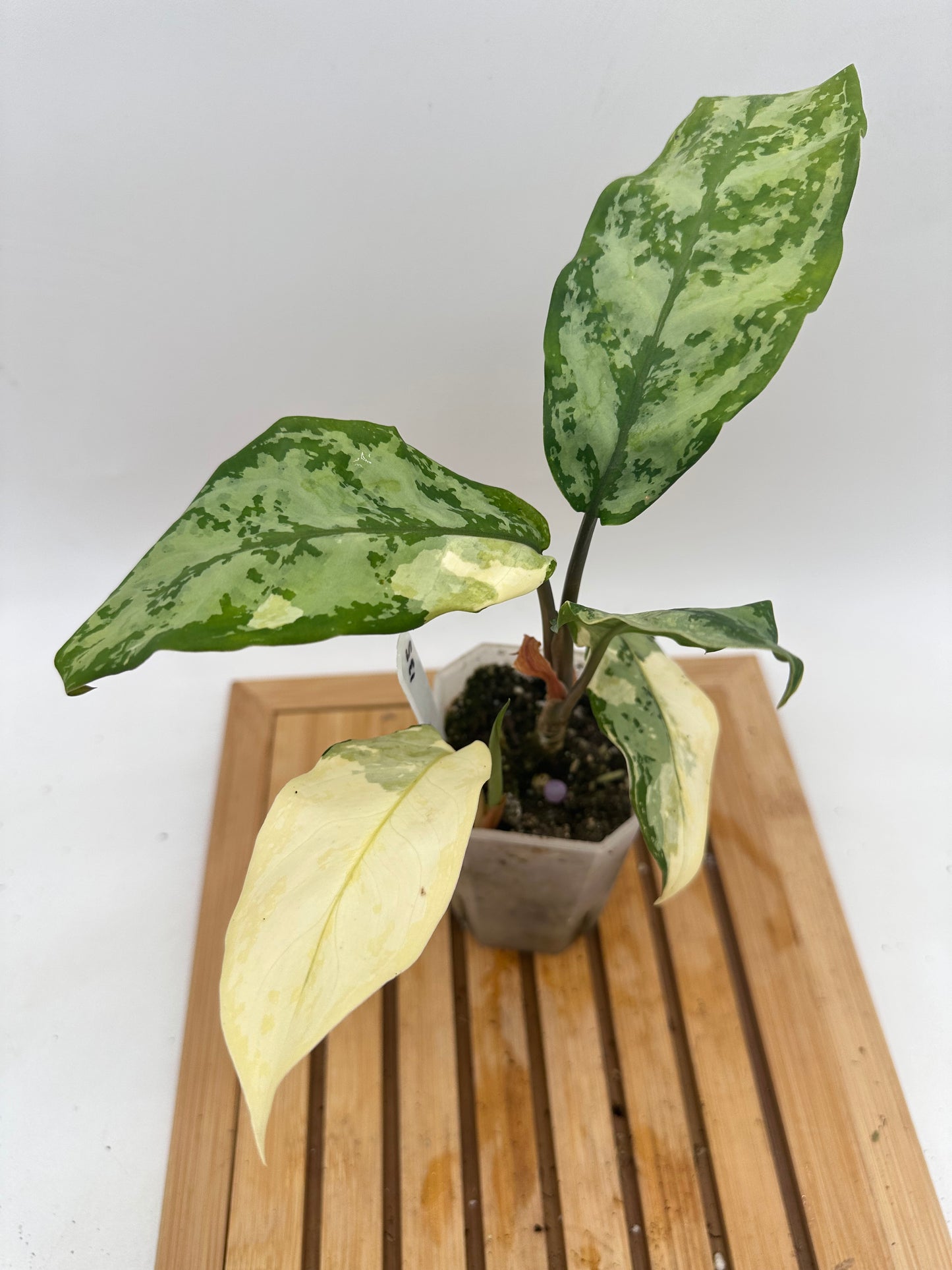 Aglaonema Manila Pride - 4 Growths