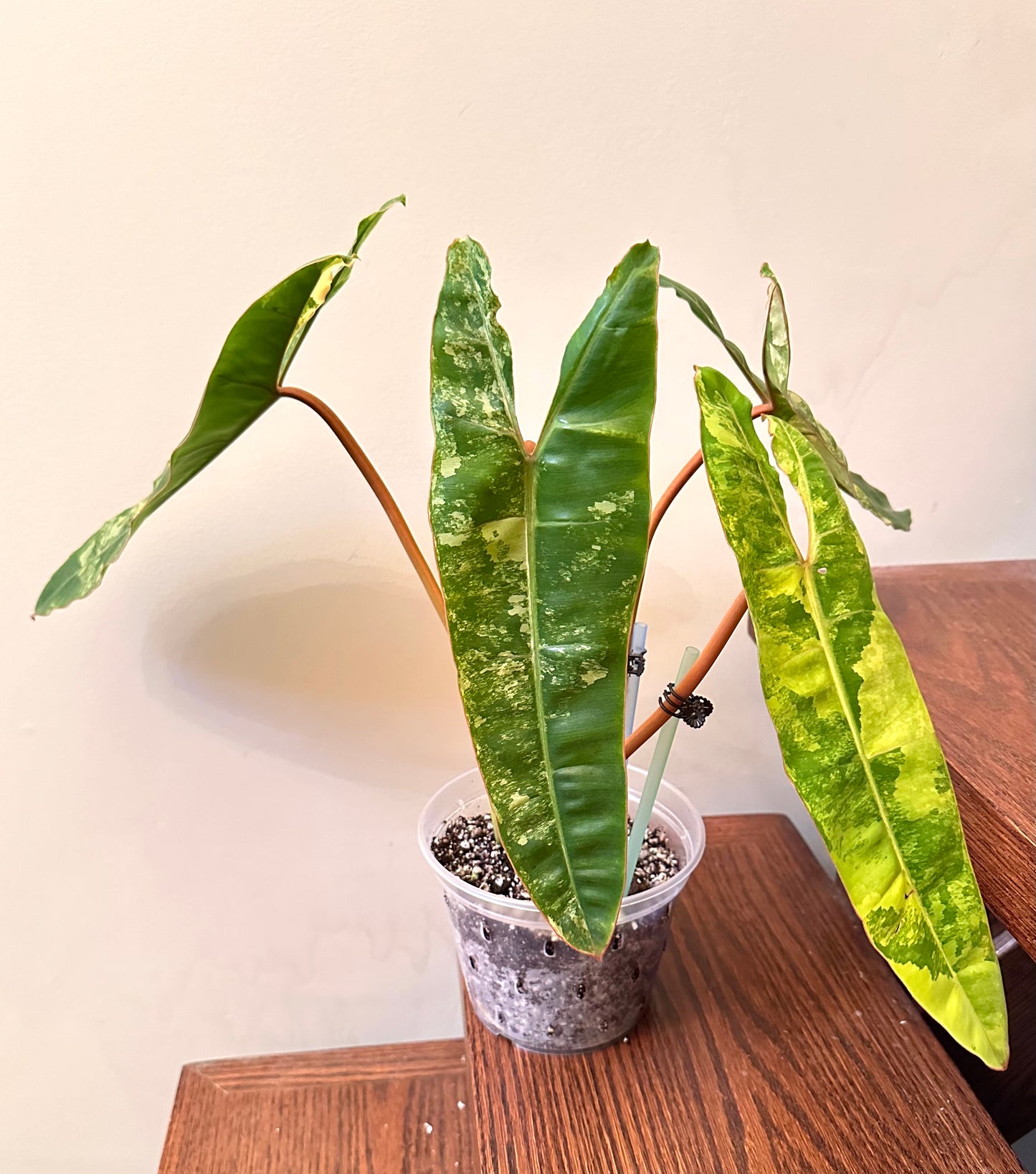 Thanksgiving Sales - Philodendron Billietiae Variegated Full Plant