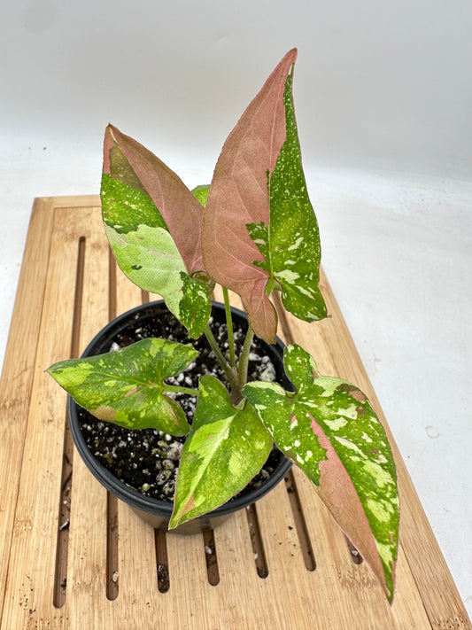 Syngonium Redspot Tri-Colour Variegated