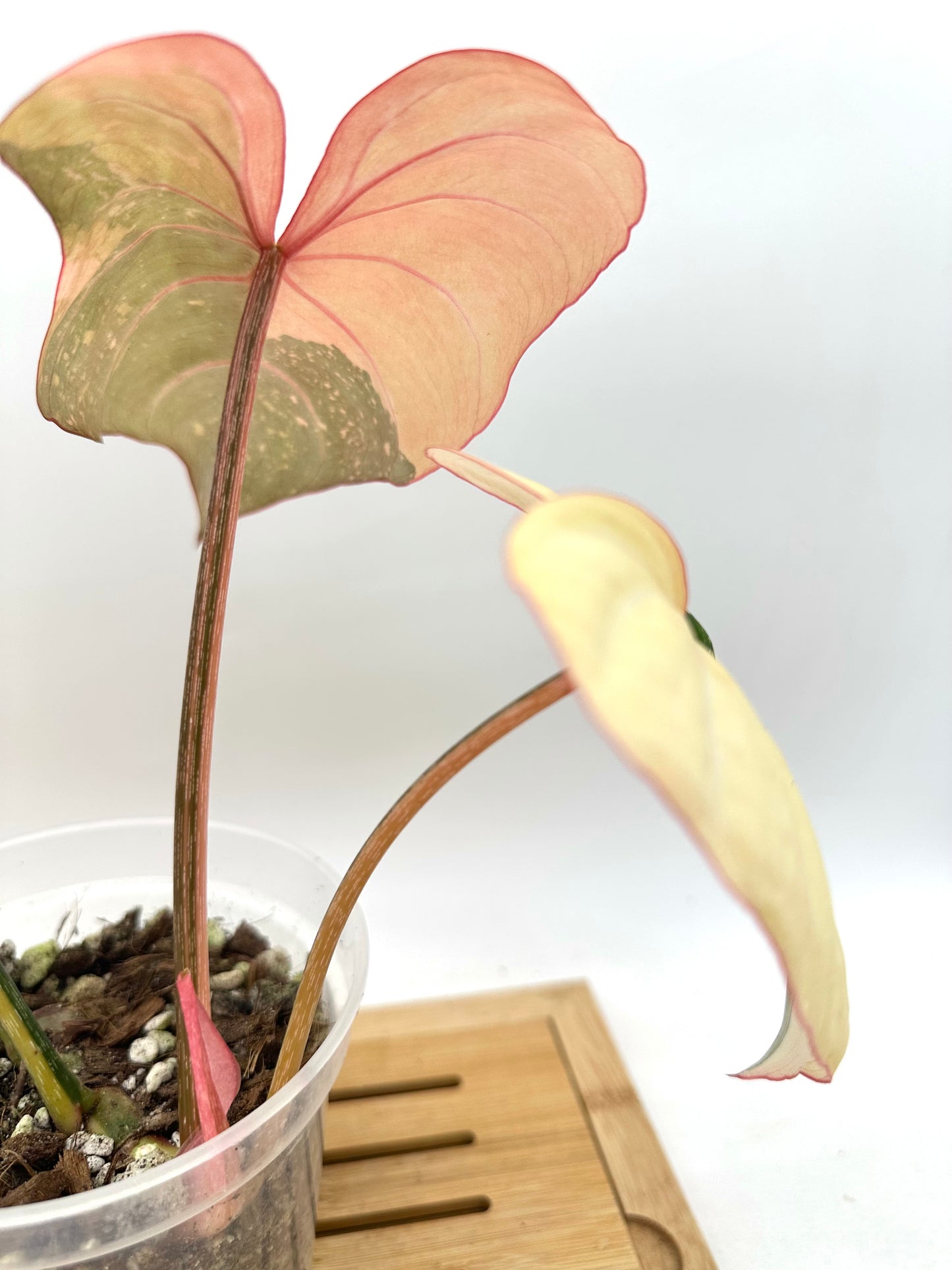 Philodendron Gloriosum Variegated - Good Size