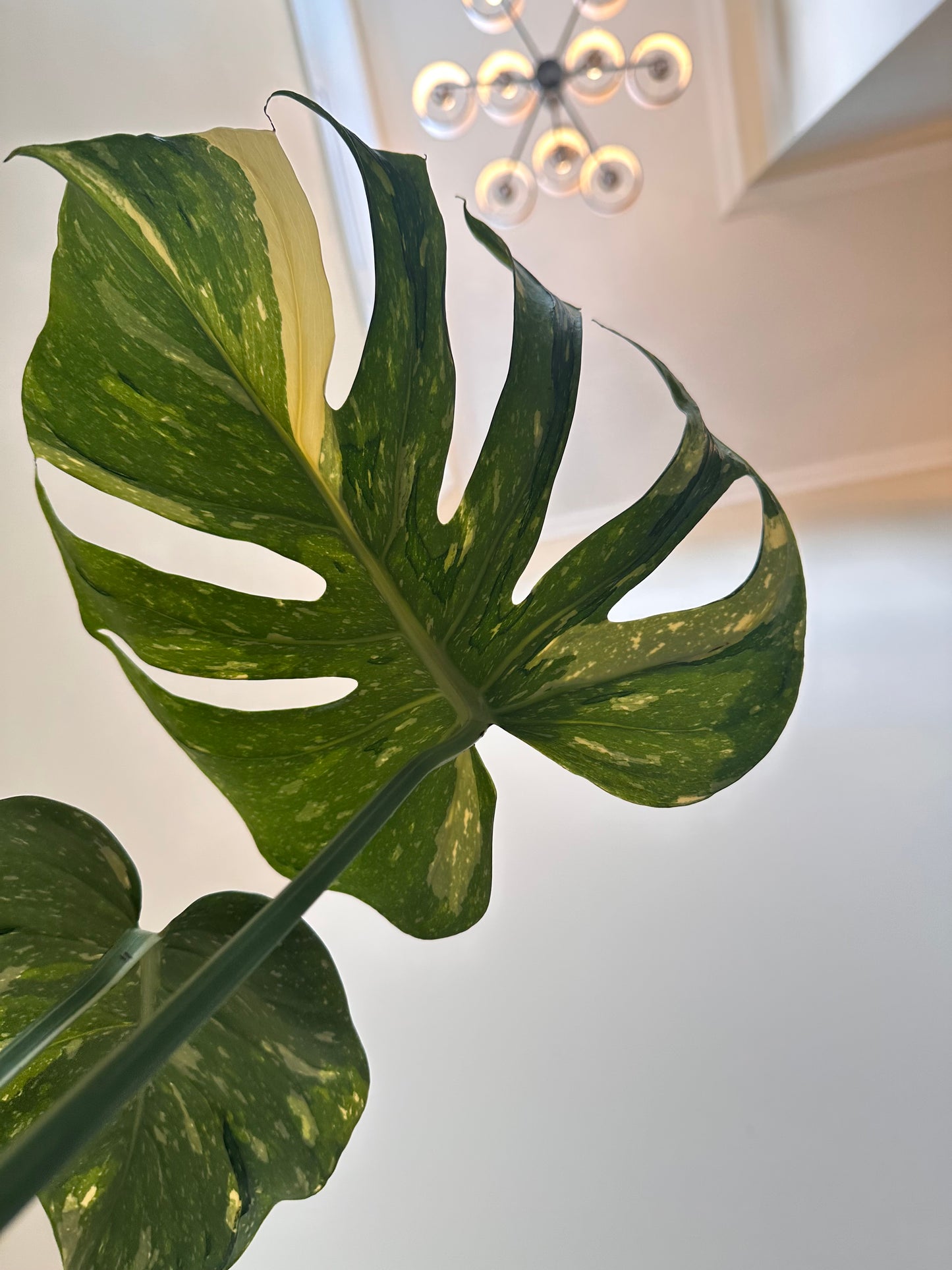 Monstera ‘Medusa’ 🦄