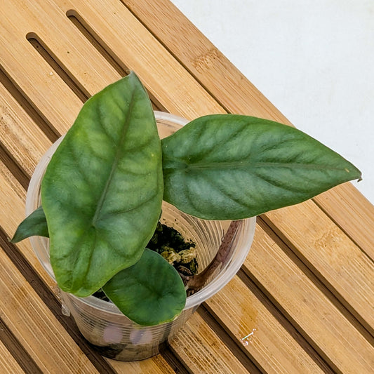 Alocasia Metalic Blue - Price for cup of multiple plants
