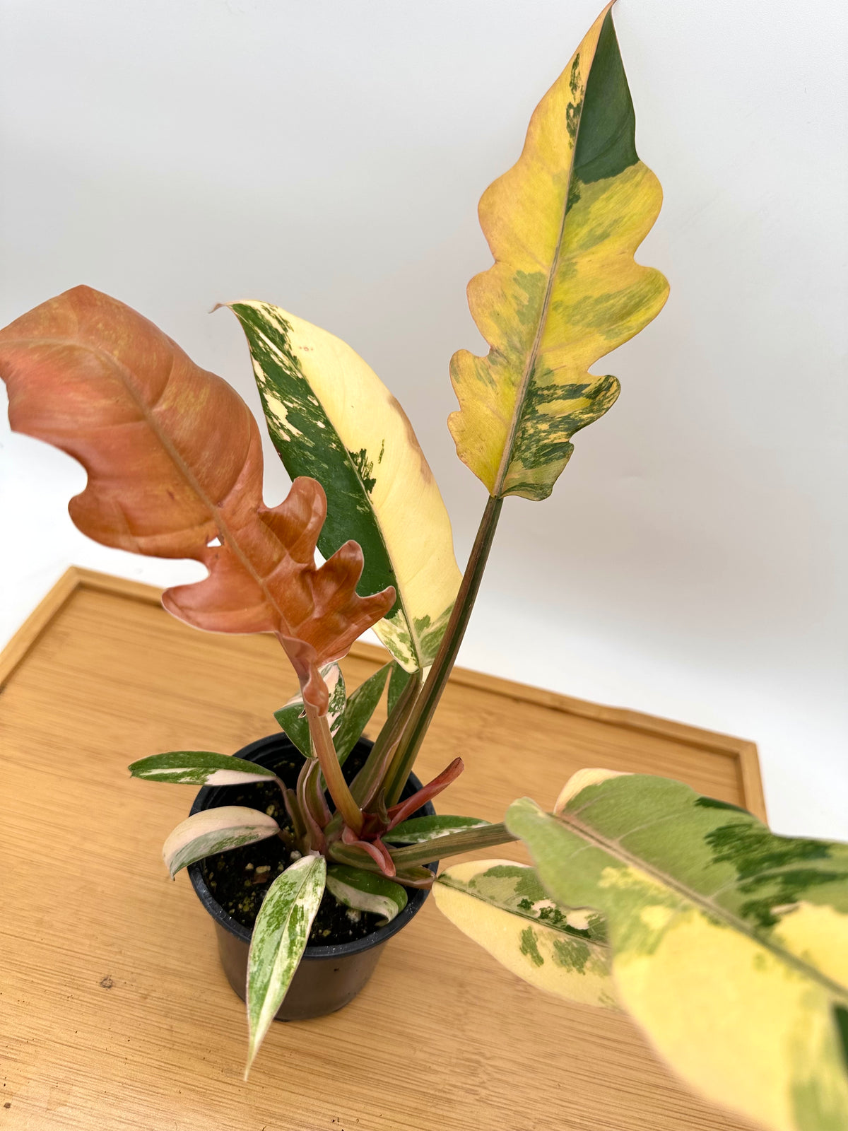 Philodendron Caramel Marble Variegated