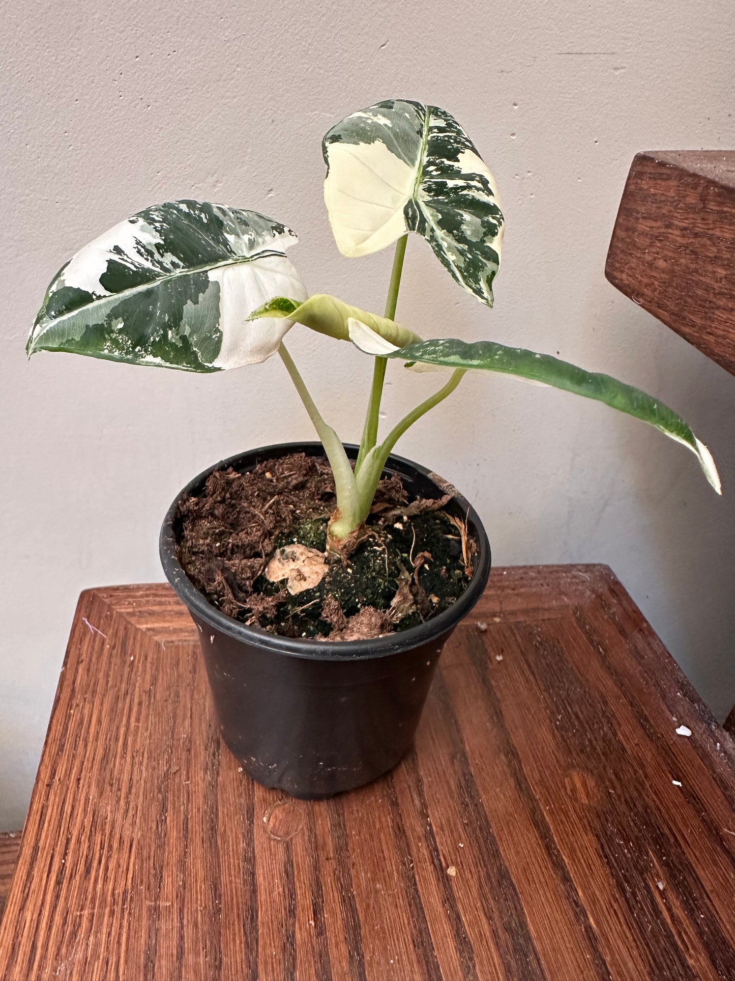 Variegated Alocasia Frydek