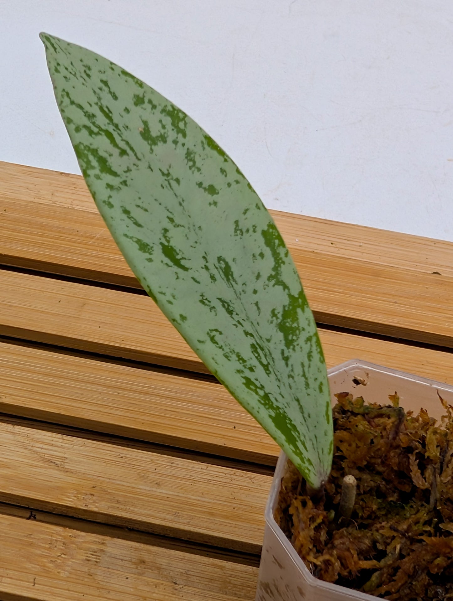 Hoya Publicalyx Silver Ghost