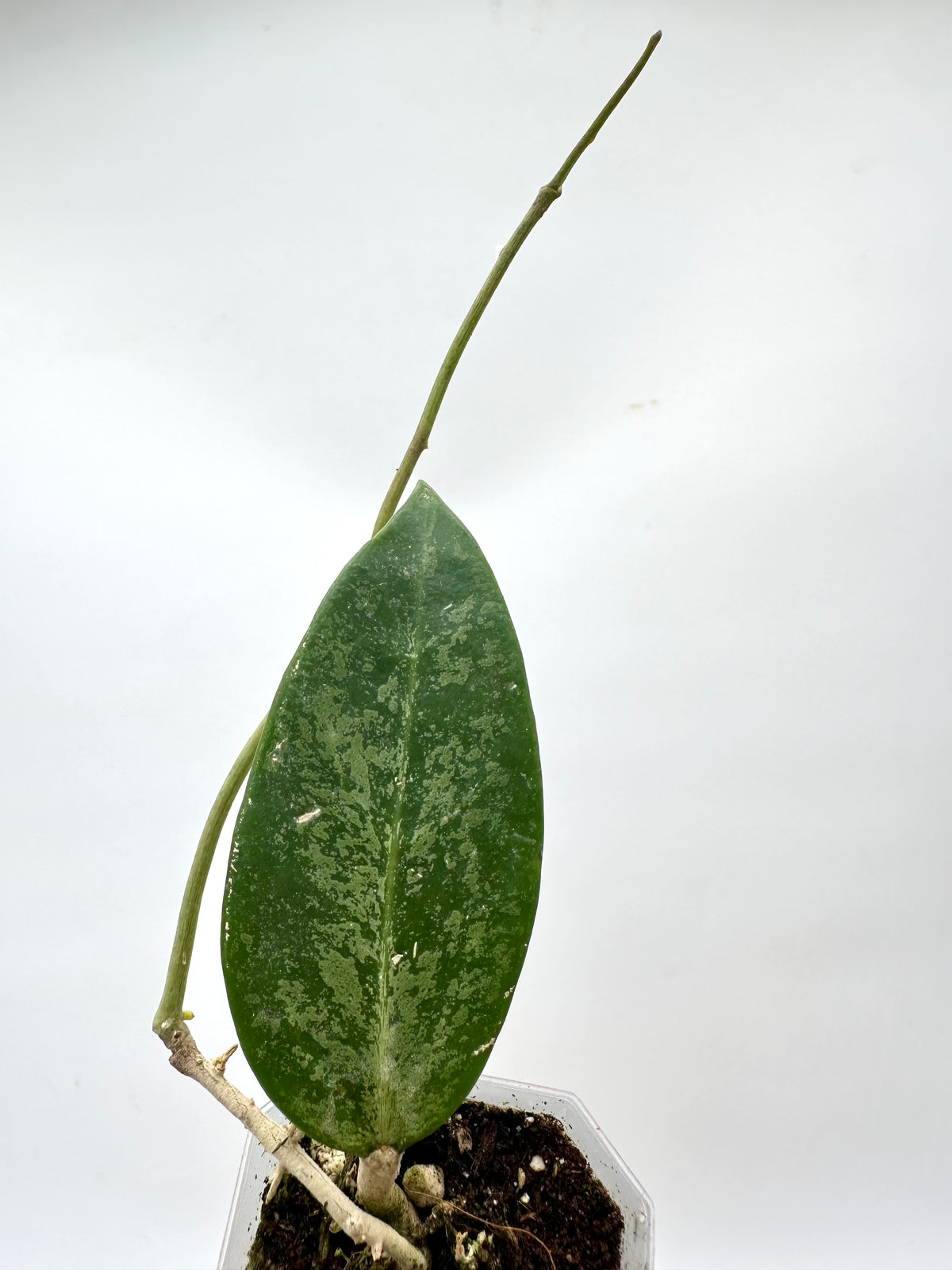 Hoya Rime Splash