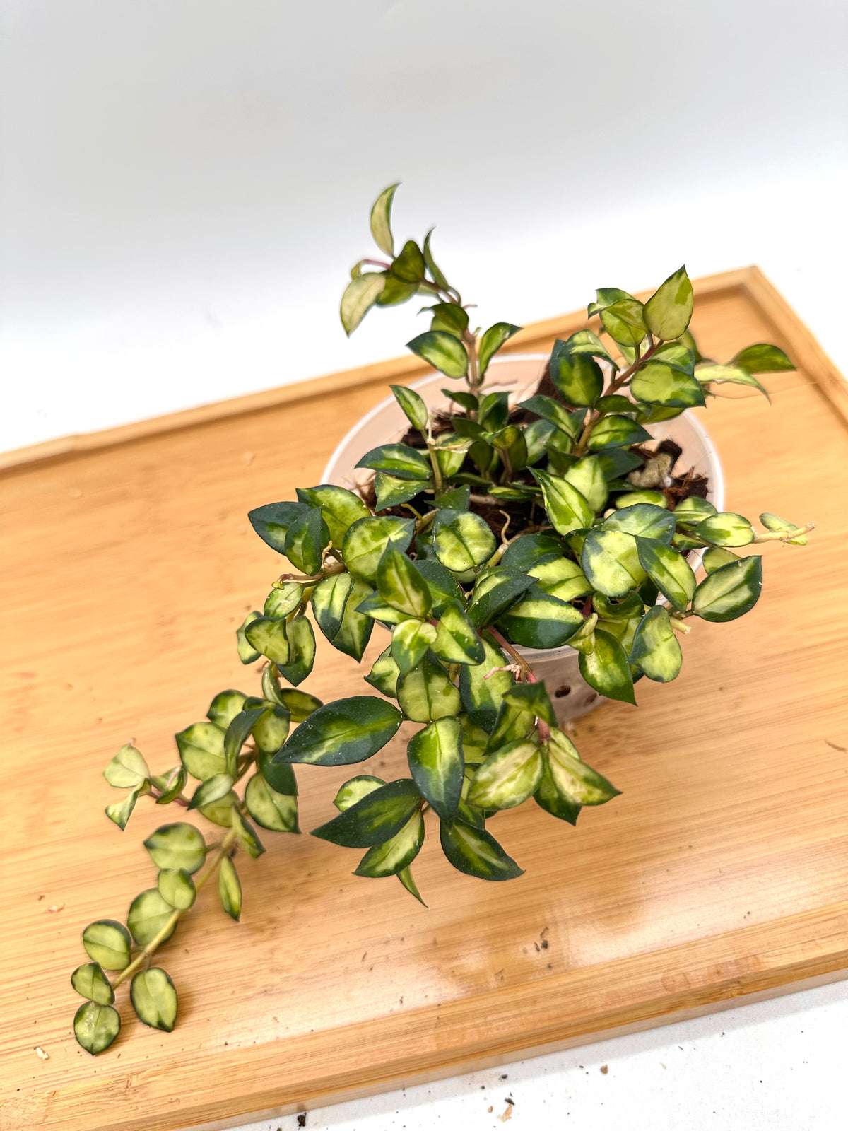Hoya Lacunosa ‘Bruno’ Tricolor - 20+ Growths