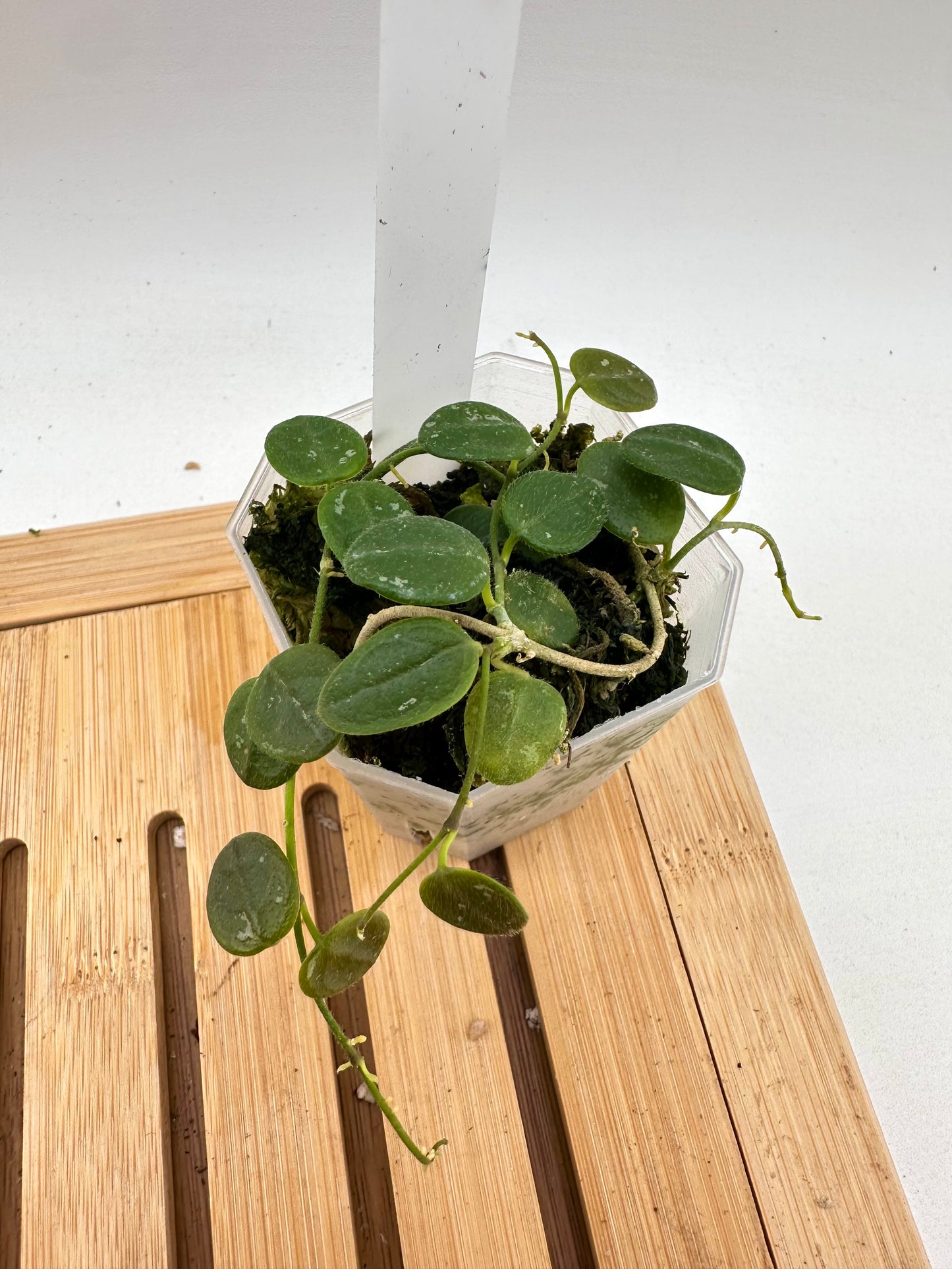 Hoya Serpens Splash