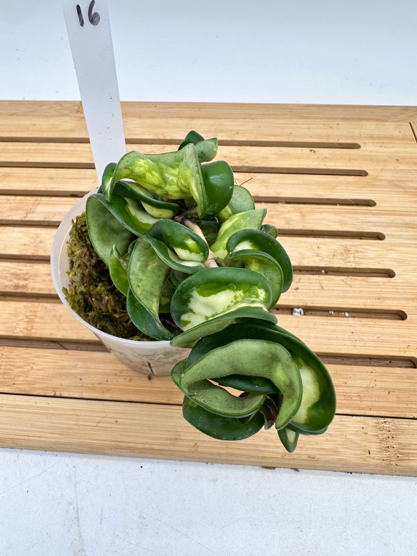Hoya Muana Loa - Compacta Inner Variegated