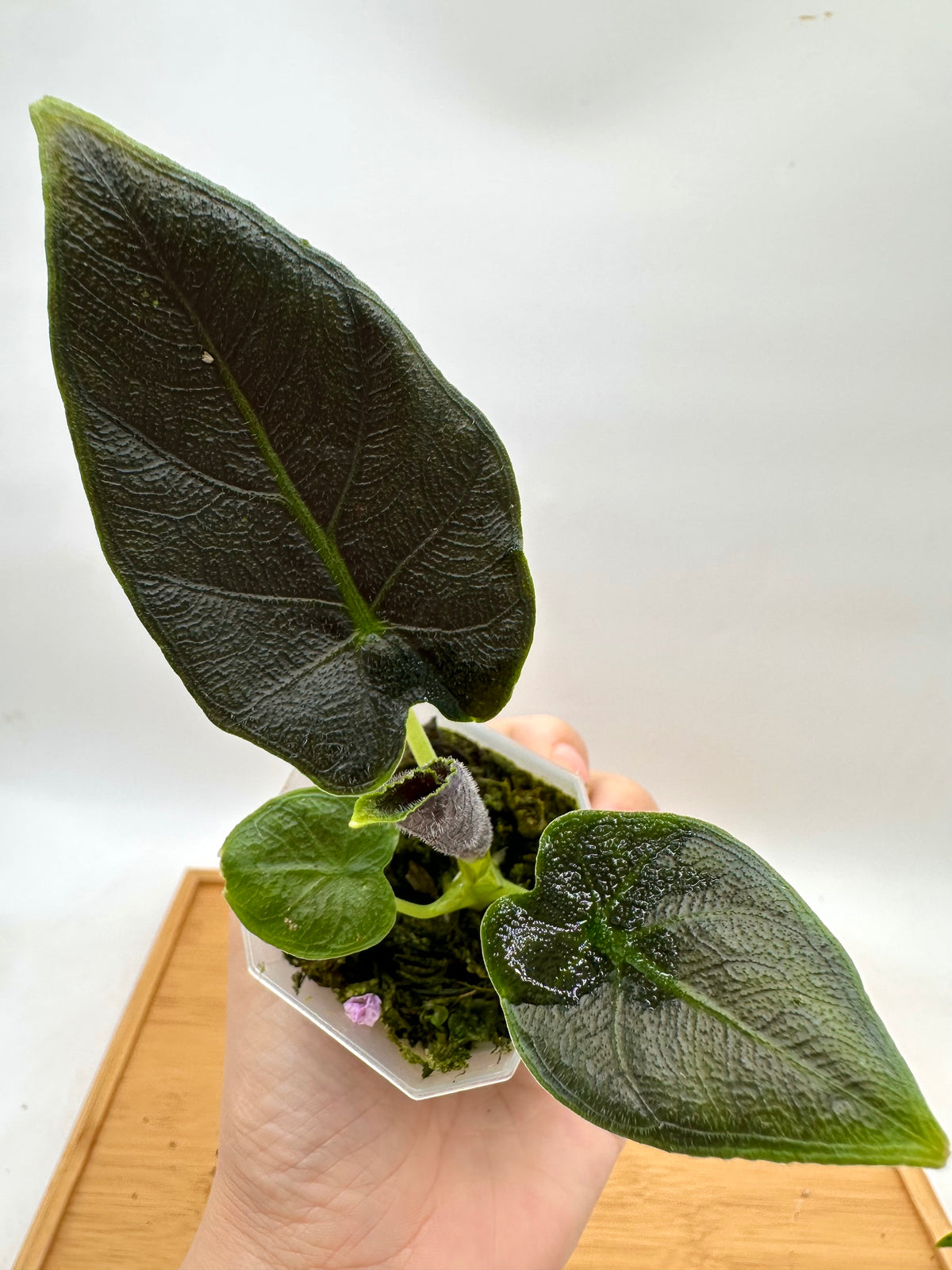 Alocasia Antoro Velvet