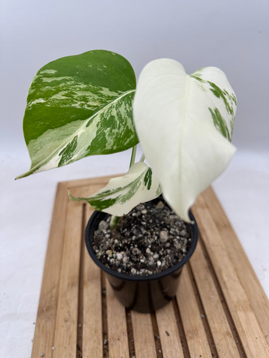 Monstera Albo