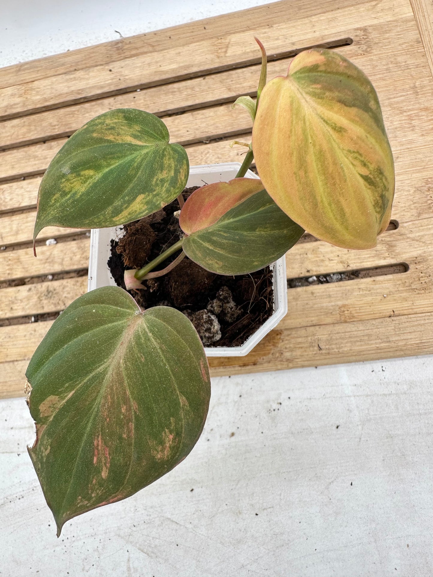 Philodendron Micans Variegated