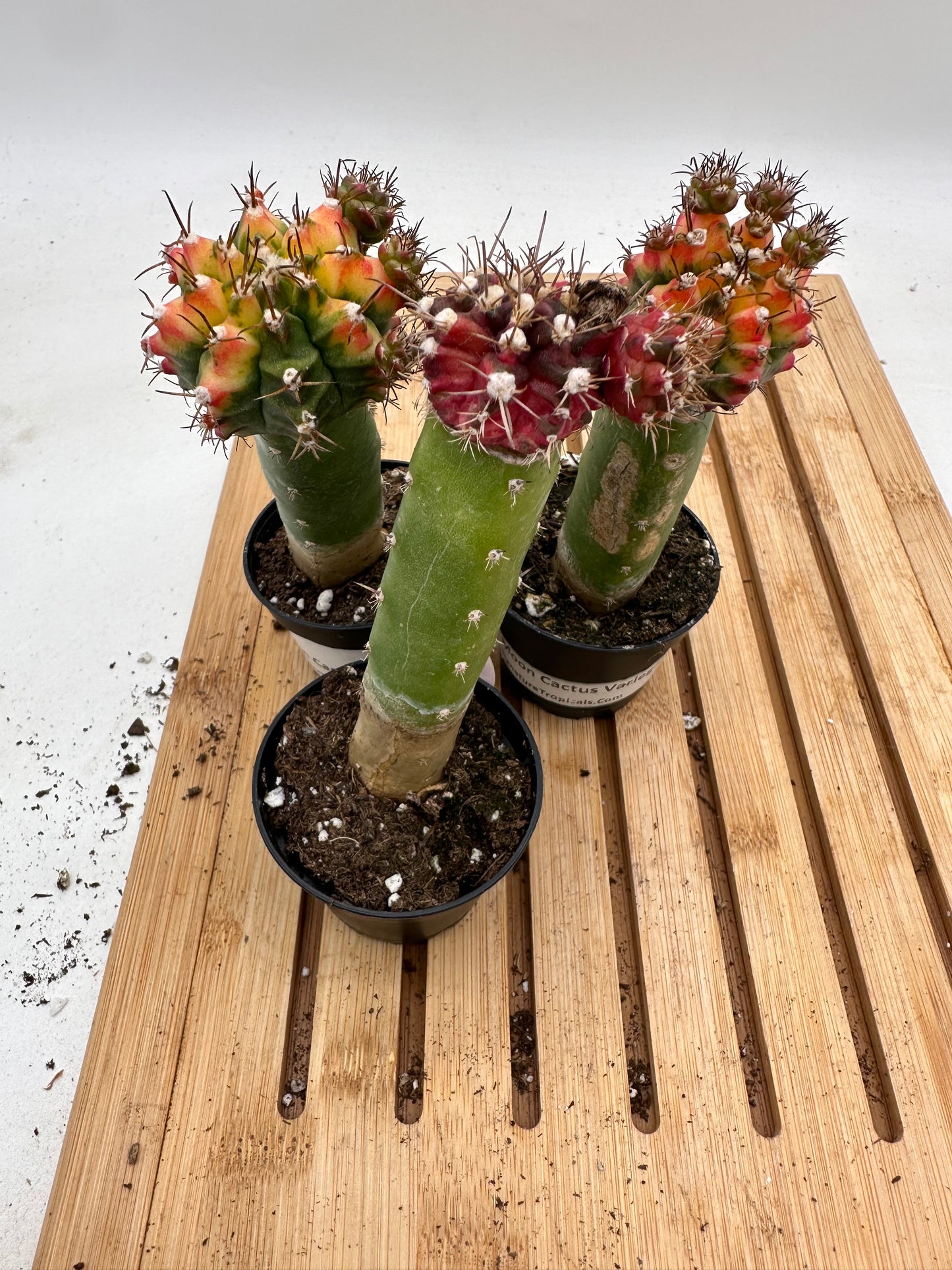 Variegated Moon Cactus