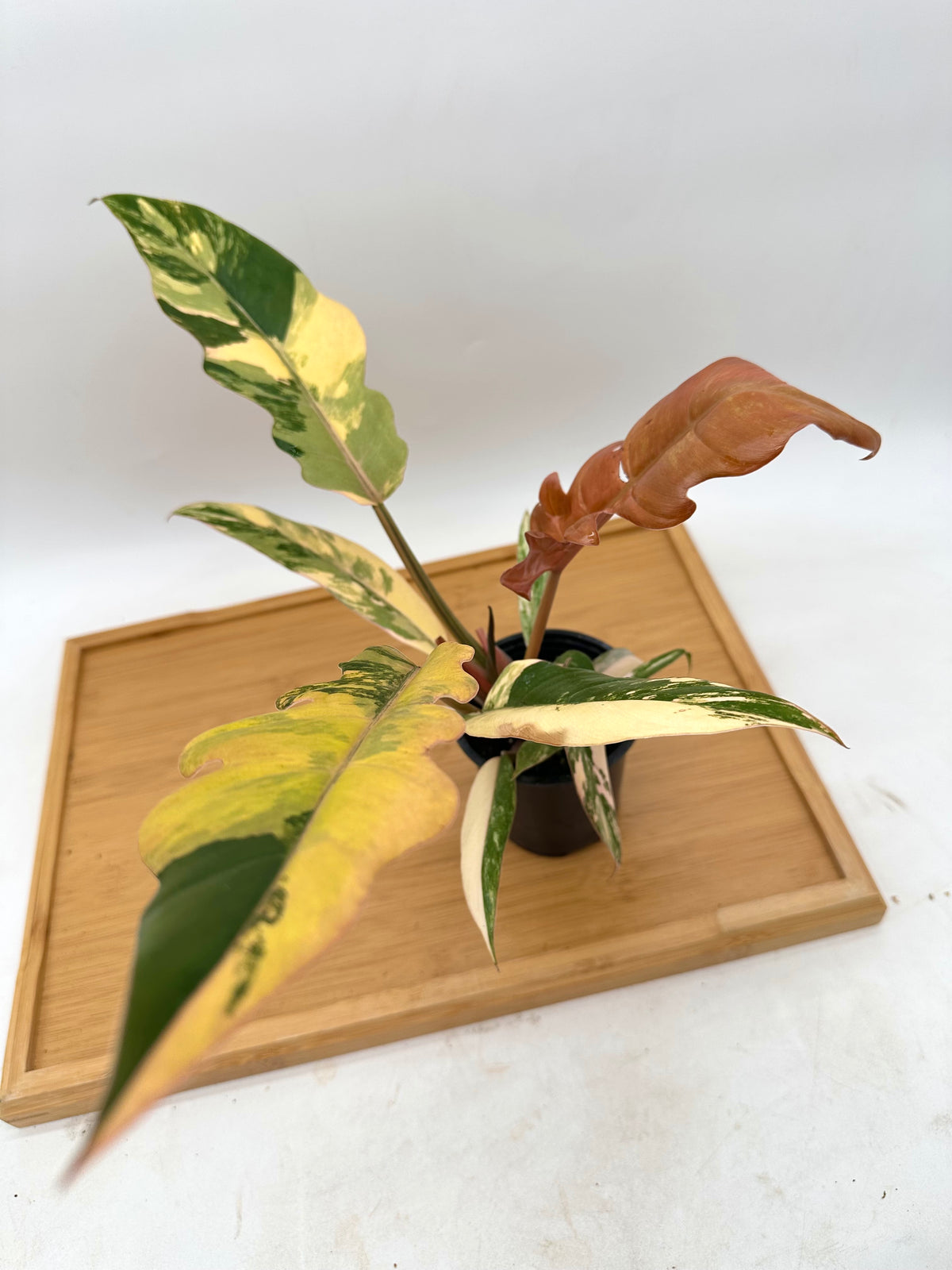 Philodendron Caramel Marble Variegated