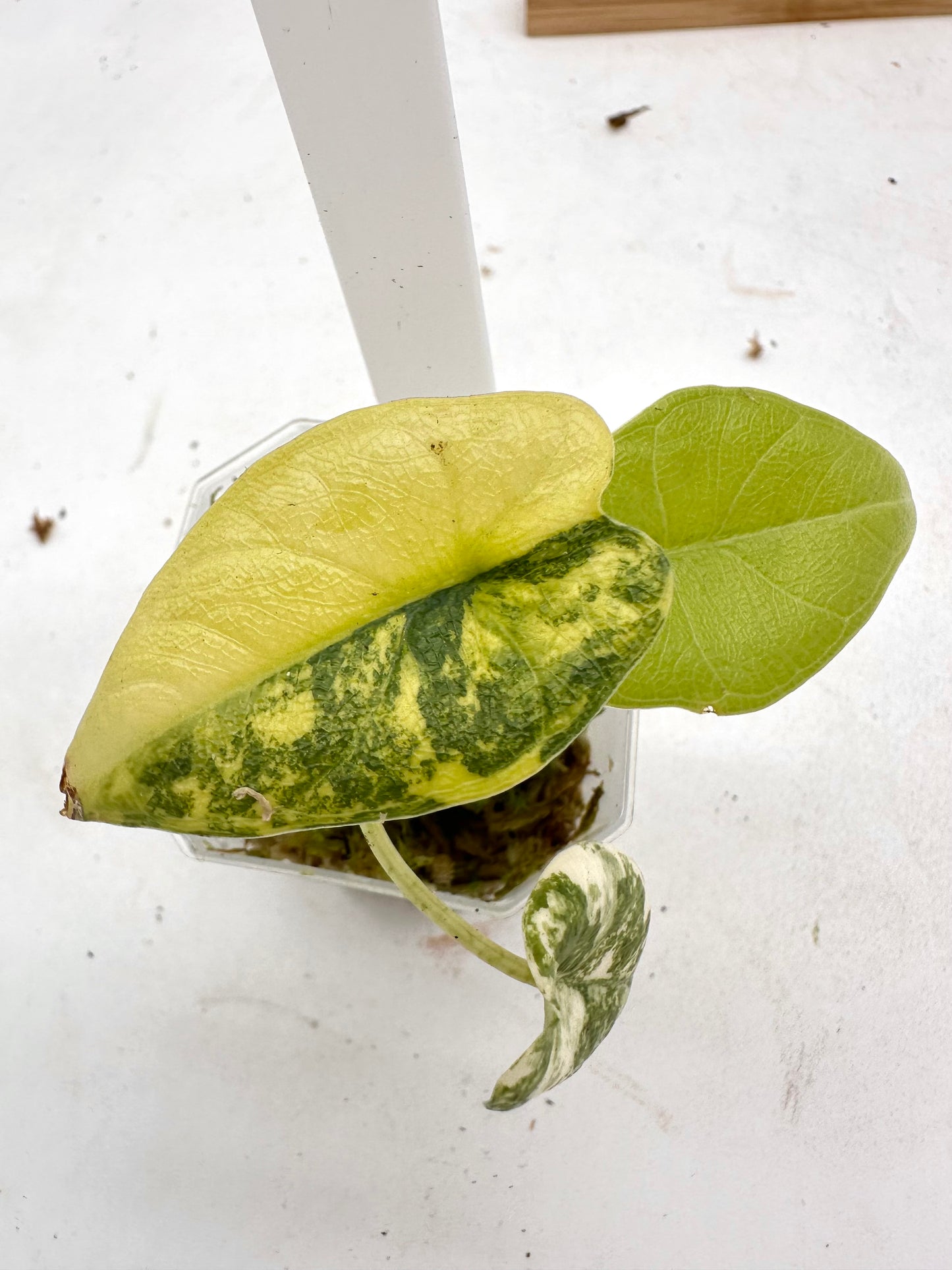 Alocasia Melo Aurea Variegated 060