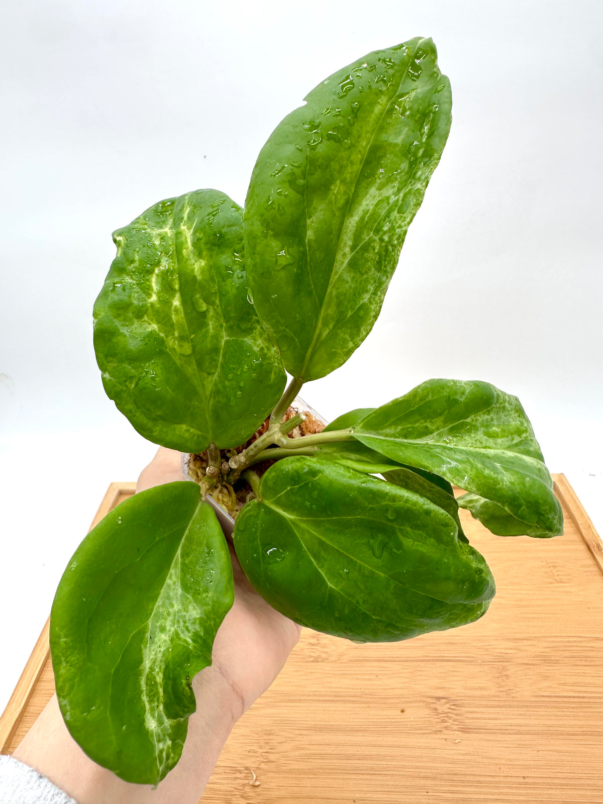 Hoya Cv Candy