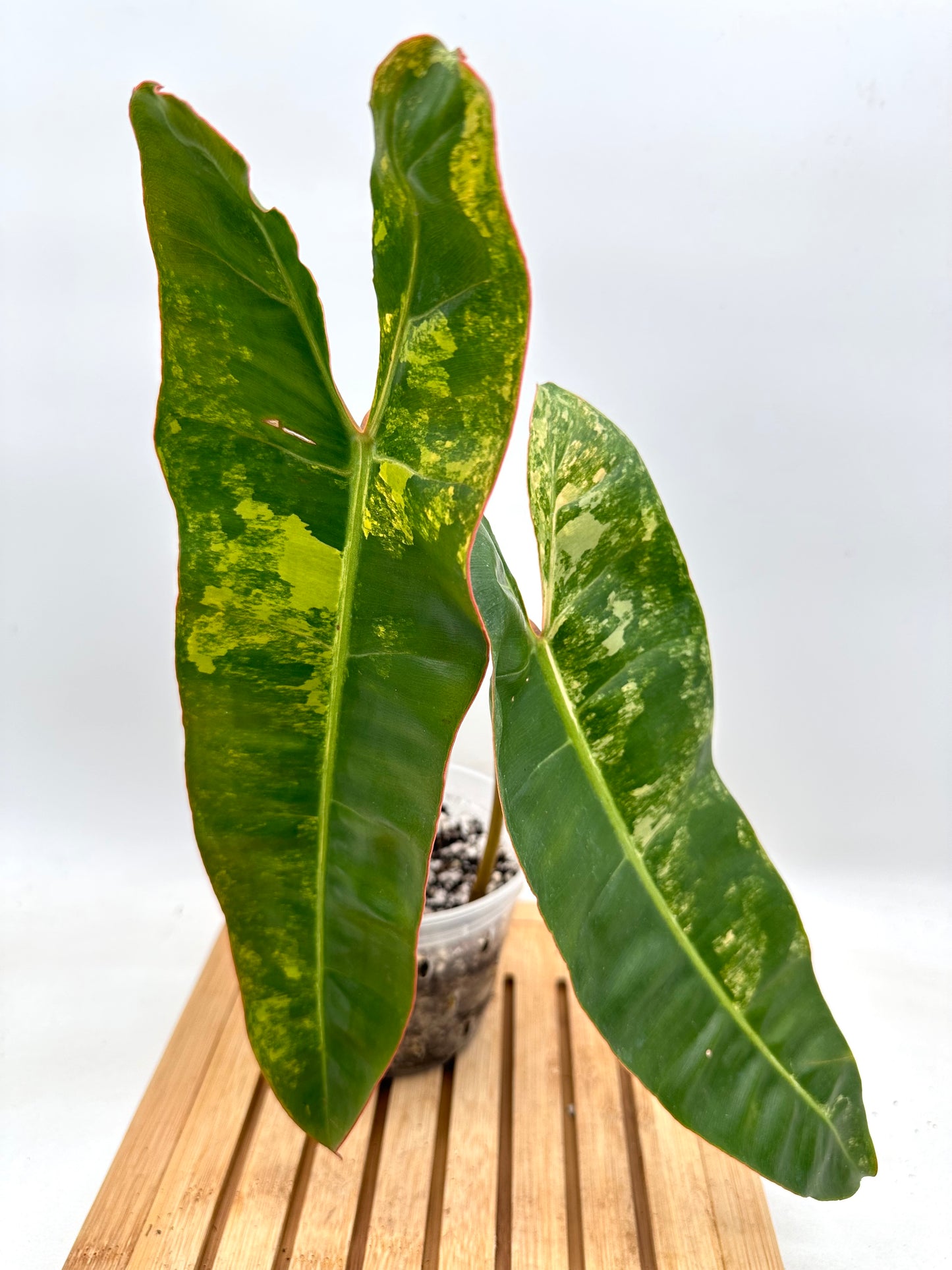 Philodendron Billietiae Variegated