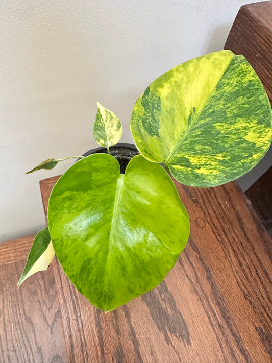 Monstera Marilyn in 4” pot