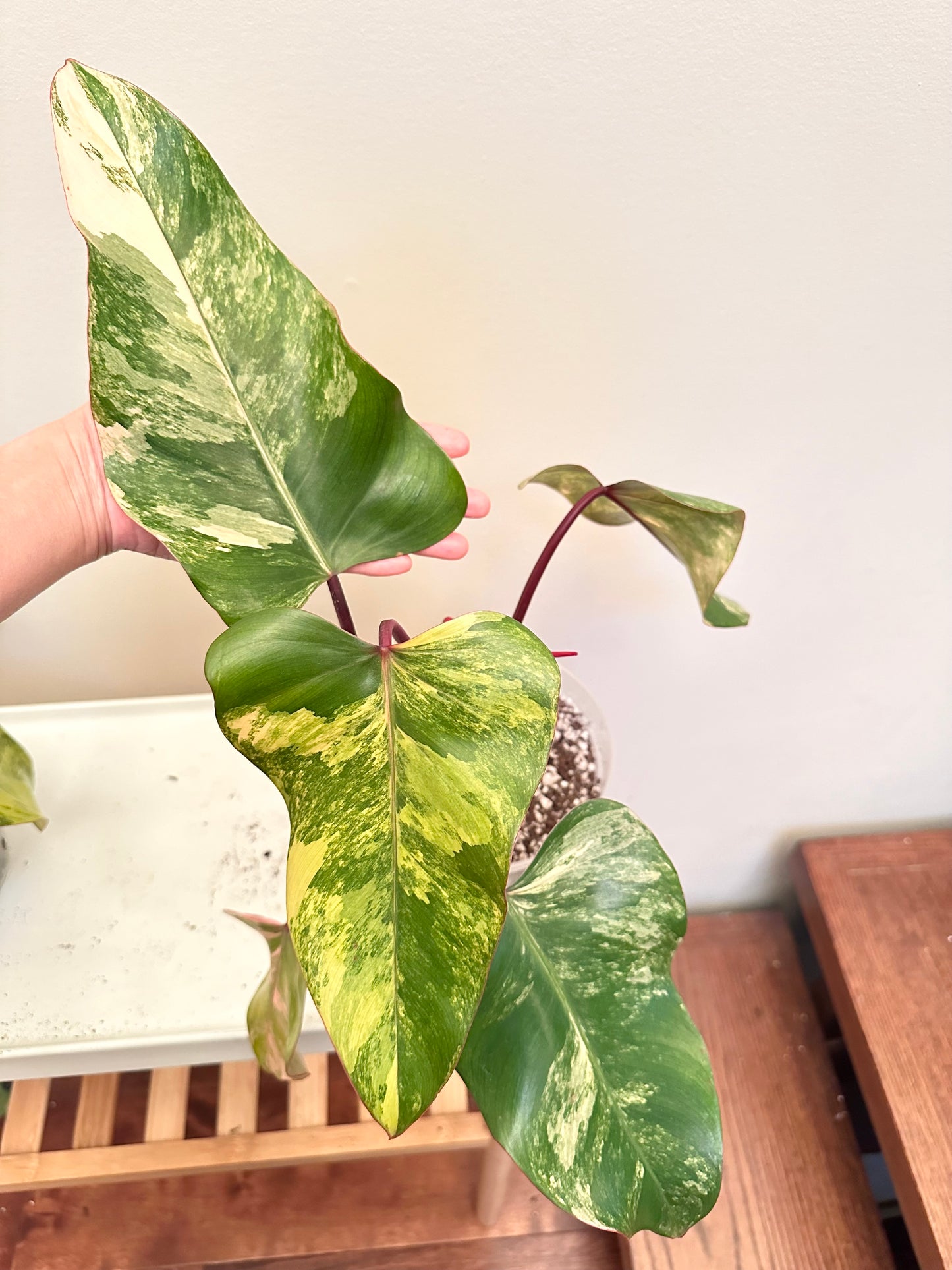 Philodendron Strawberry Shake Variegated