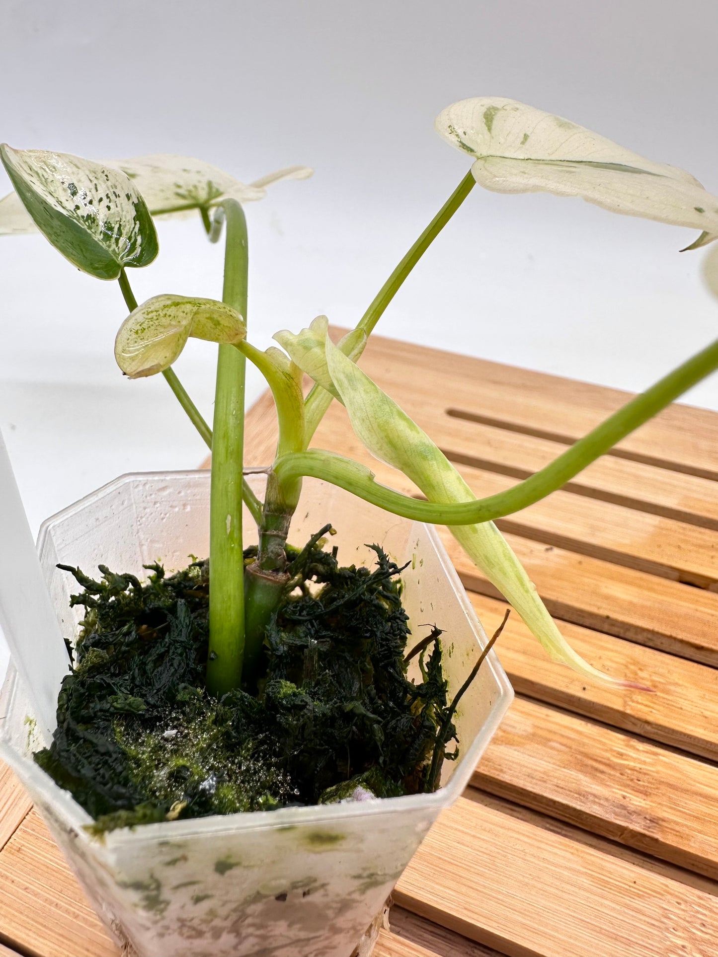 Philodendron Ilsemanii - Grown From Top Cutting 092