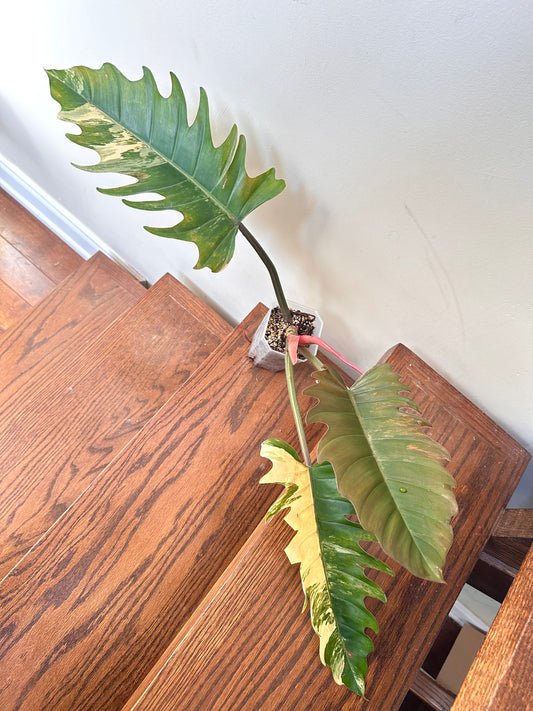 Philodendron Caramel Marble Variegated