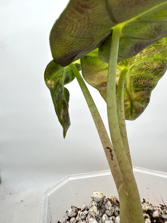 Alocasia Heart Balloon Variegated 🦄
