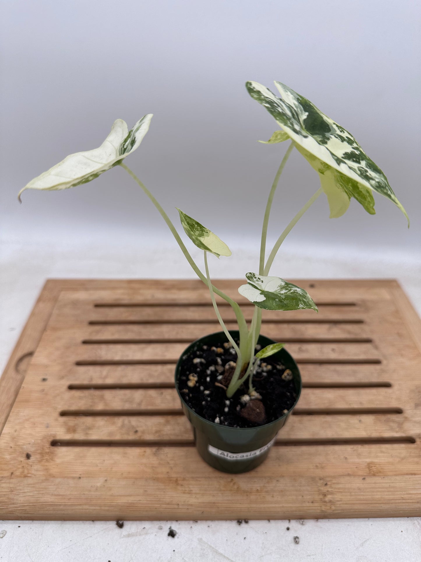 Alocasia Frydek Albo - 3 growths - August Sale