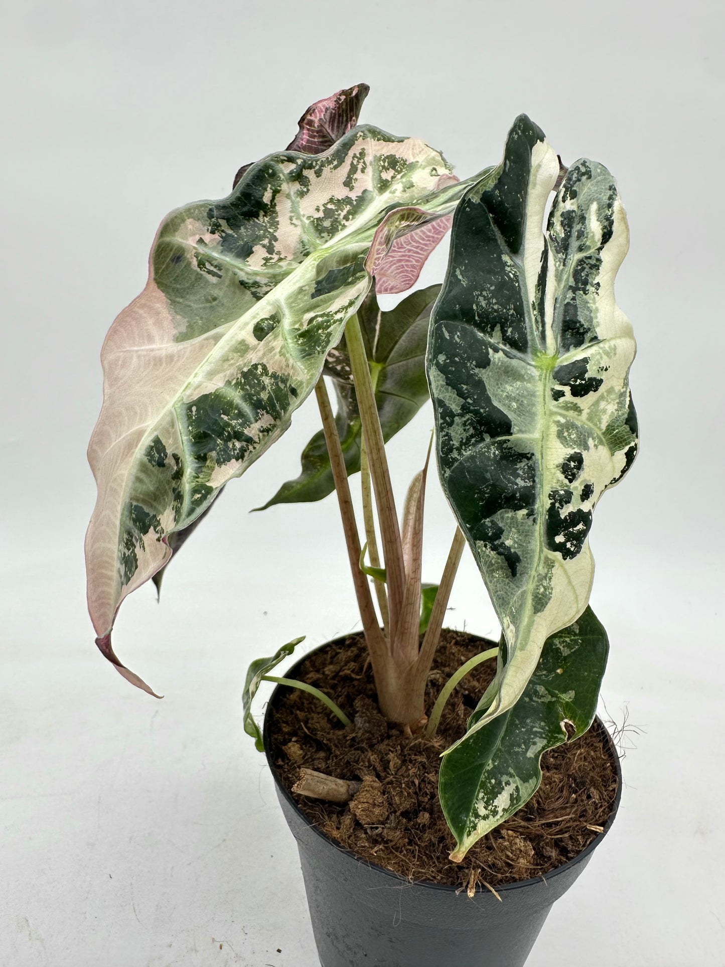 Alocasia Polly Pink Variegated
