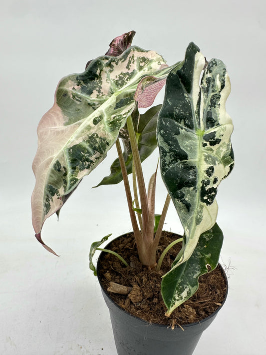 Alocasia Polly Pink Variegated