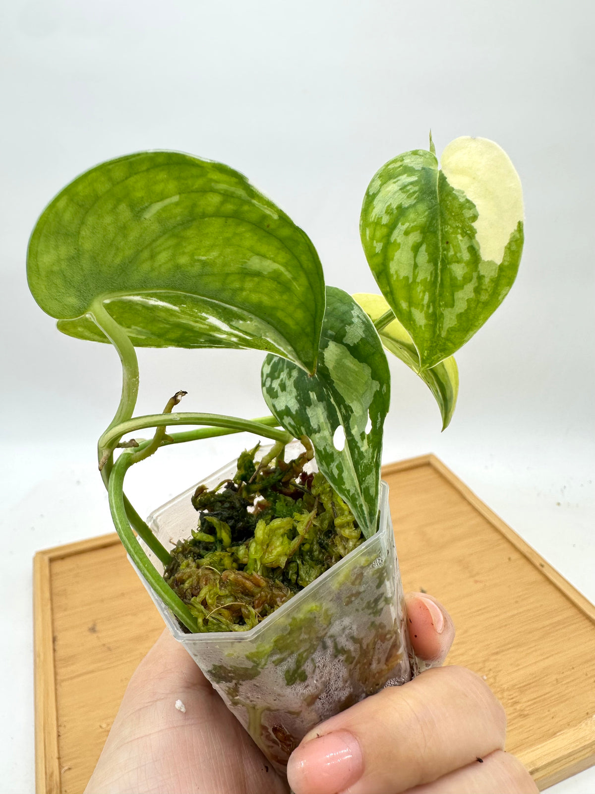 Scindapsus Mayari Variegated