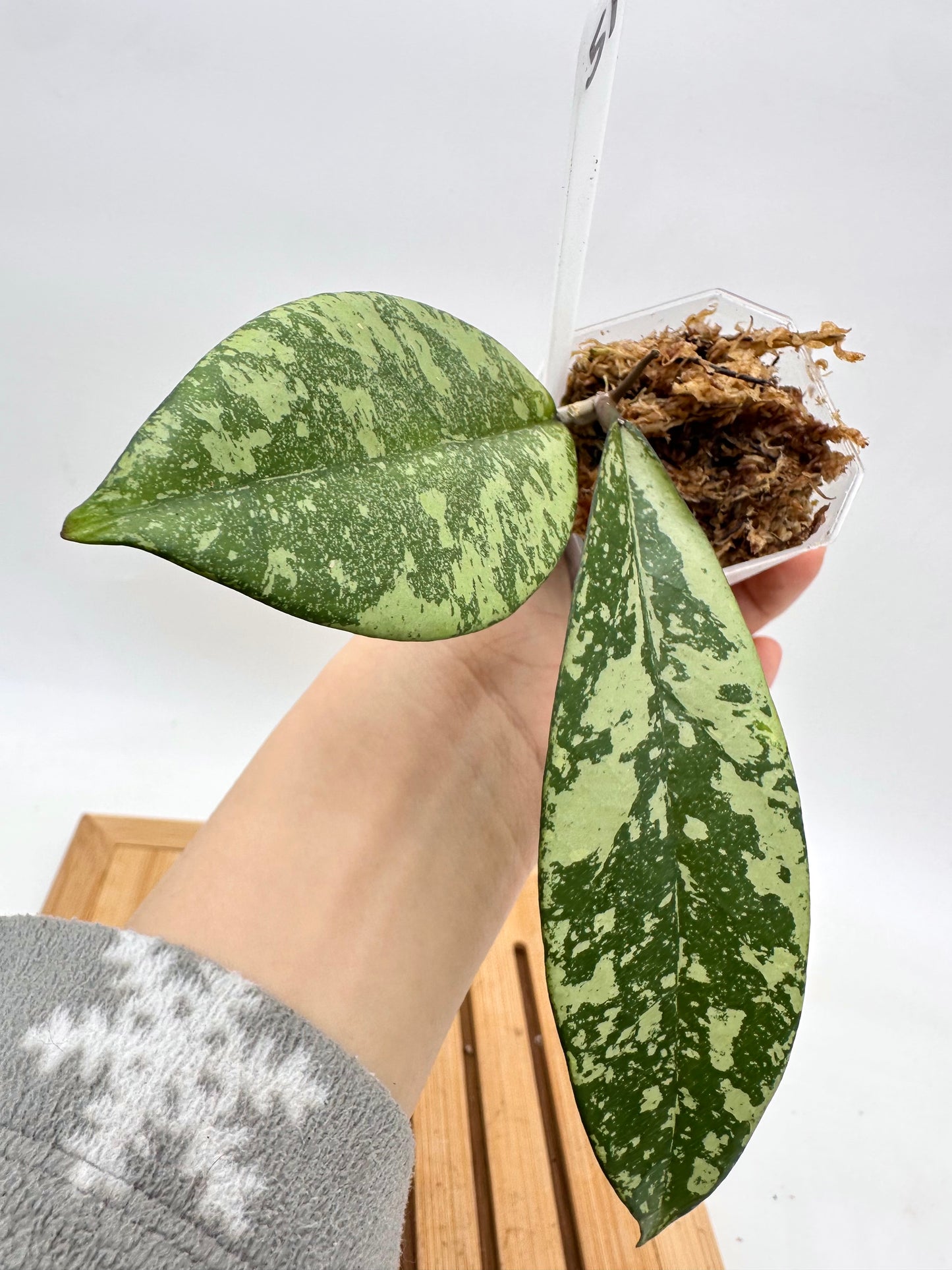 Hoya Crassipetiolata X Michelle Splash
