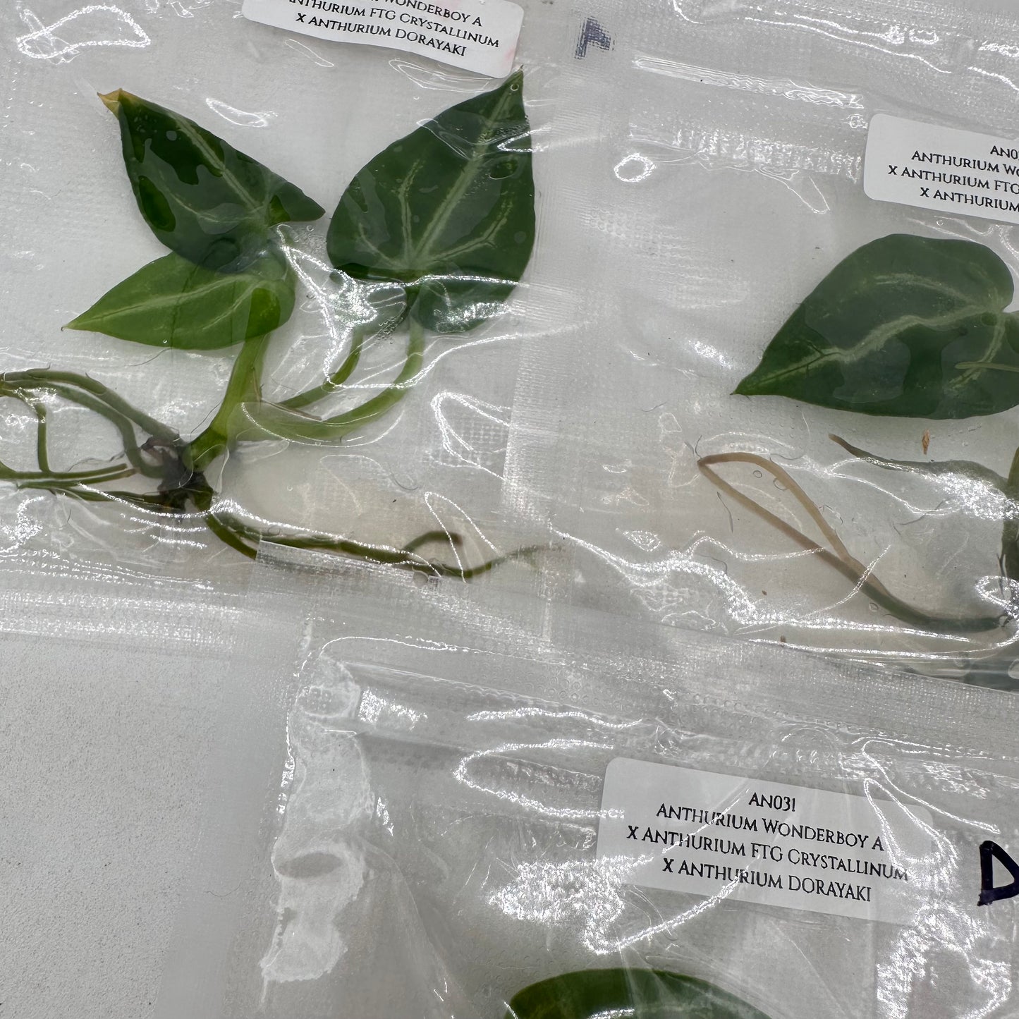 Tissue Culture - Anthurium Wonderboy A x FTG Crystallinum x Dorayaki
