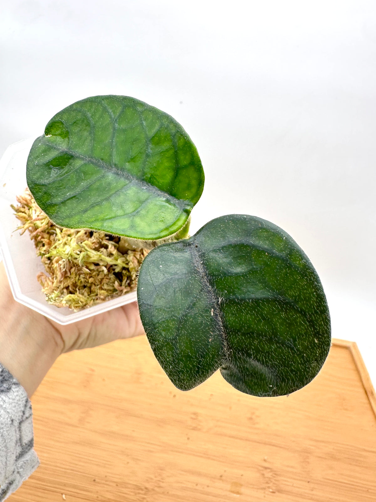 Hoya Villosa ‘Cao Bang’