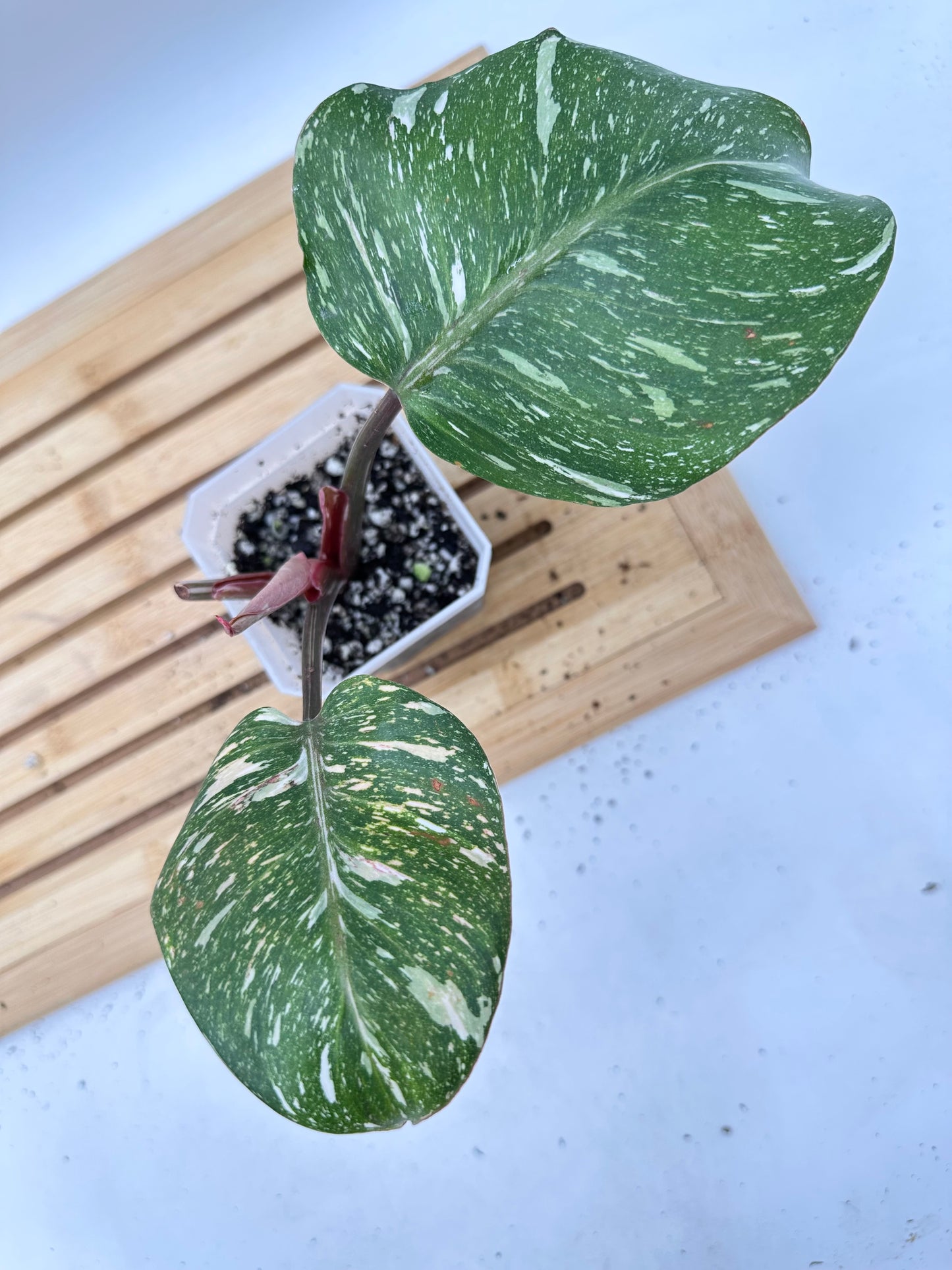 Philodendron White Knight Marble King