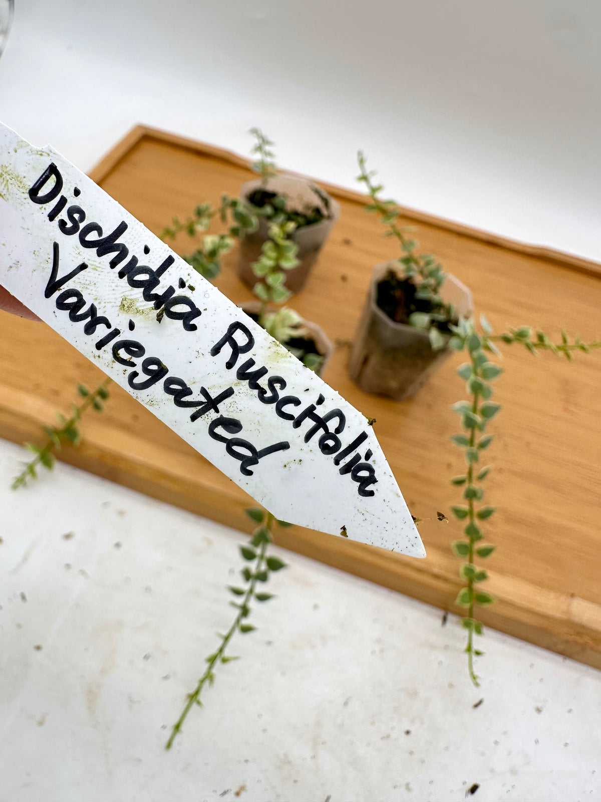Dischidia Ruscifolia Variegated