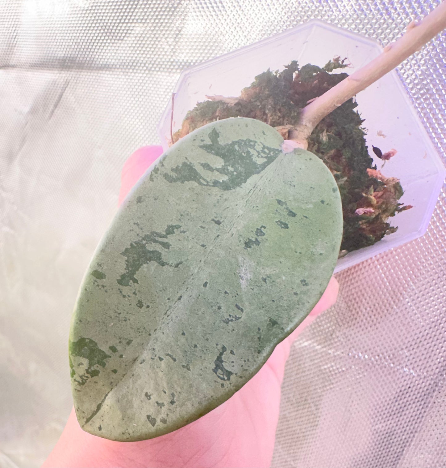 Hoya Silver Dollar