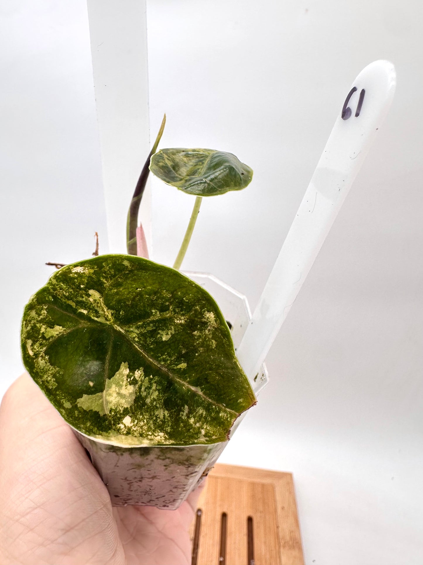 Alocasia Azalanii Aurea Variegated