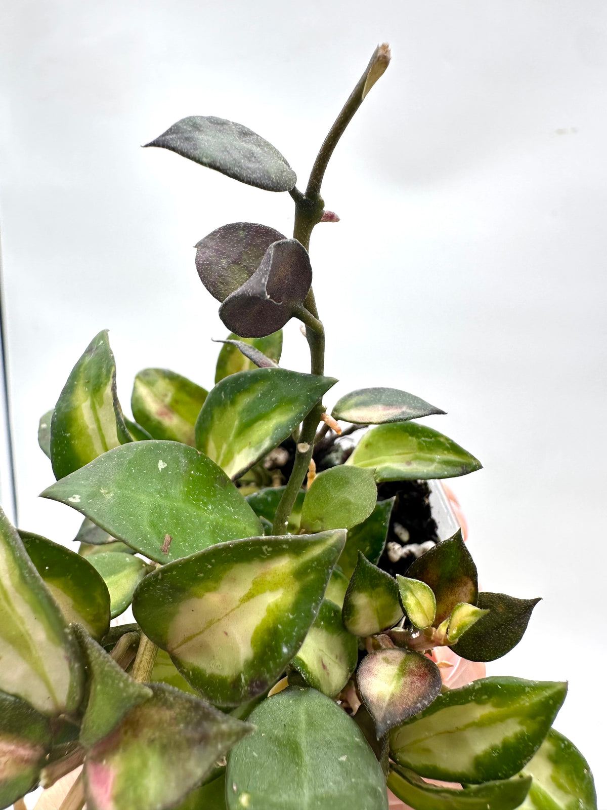 Hoya Lacunosa Red Bruno Variegated