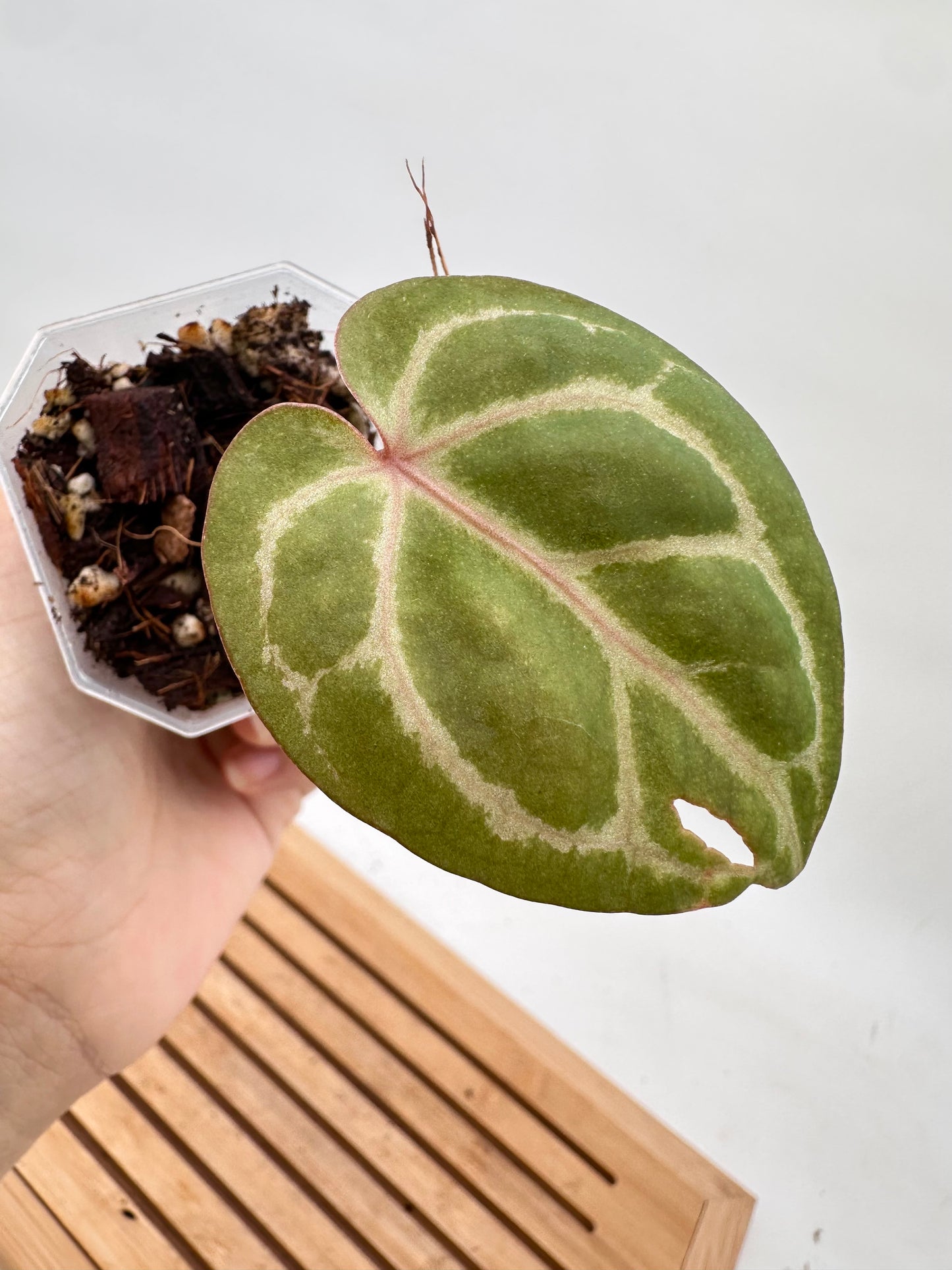 Anthurium Memoria Tim Anderson (Zara x Michelle x Red Crystallinum) - Small Size