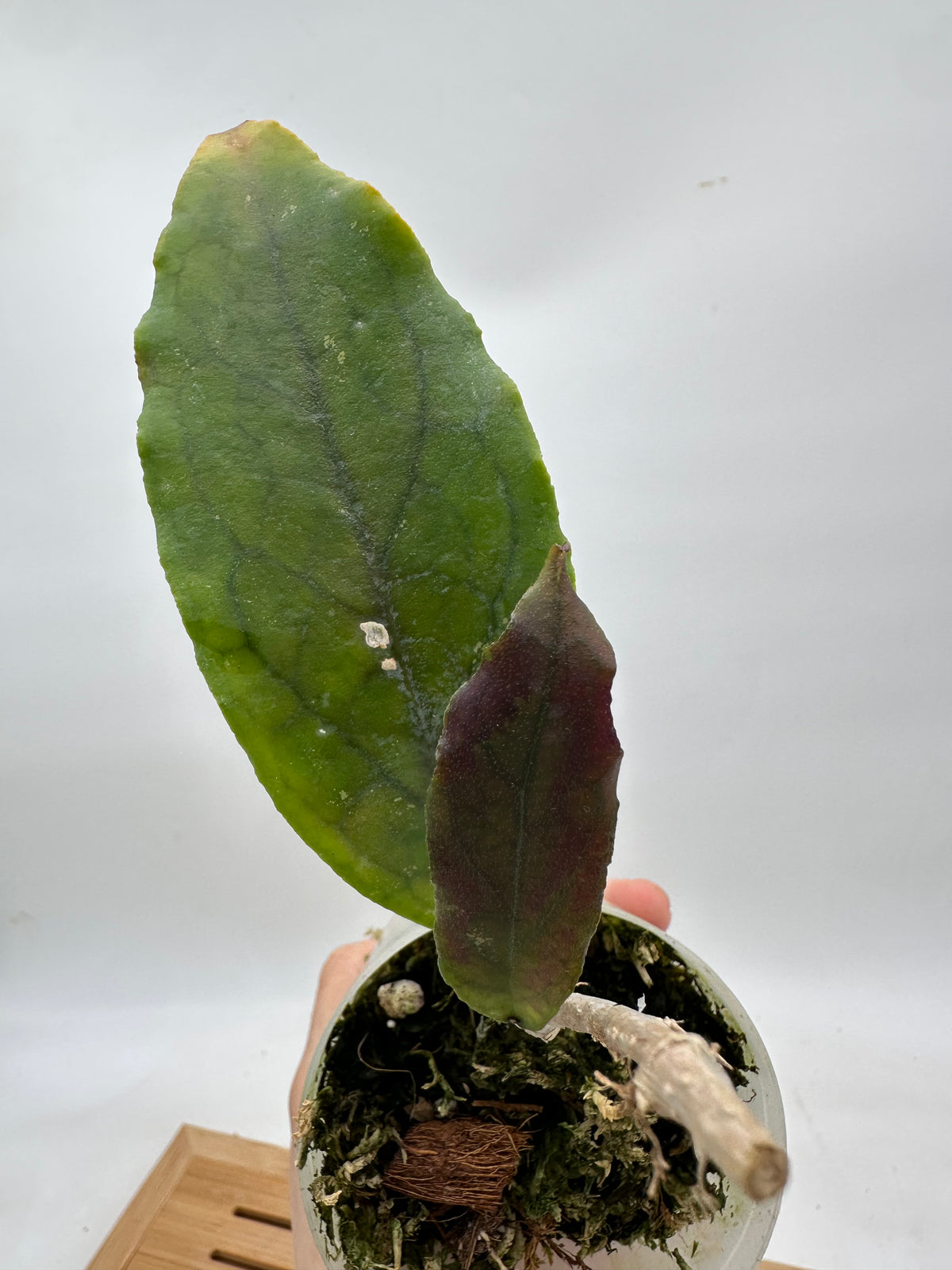 Hoya AH April