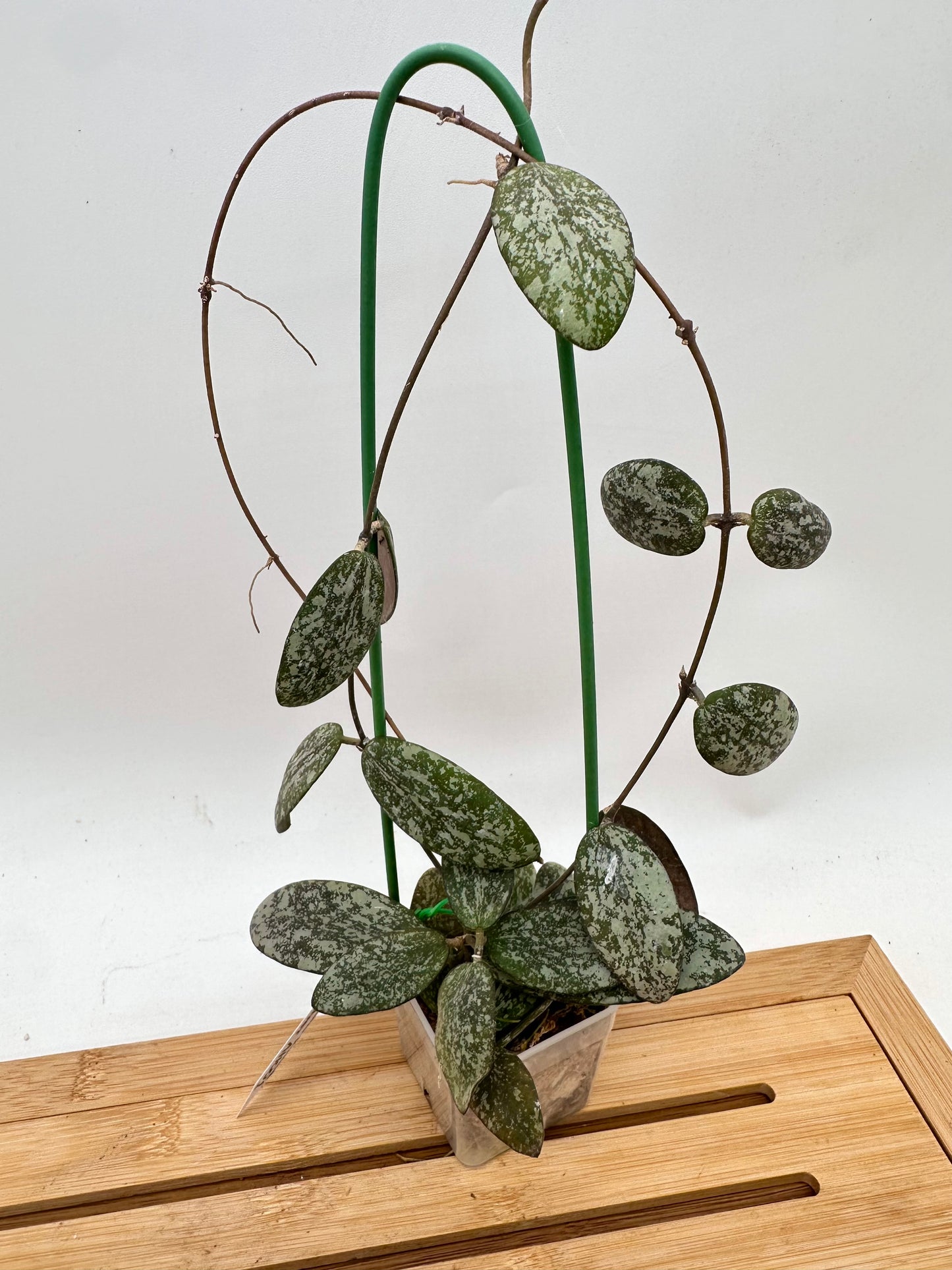 Hoya Sigillatis AH001 Round Leaf Silver