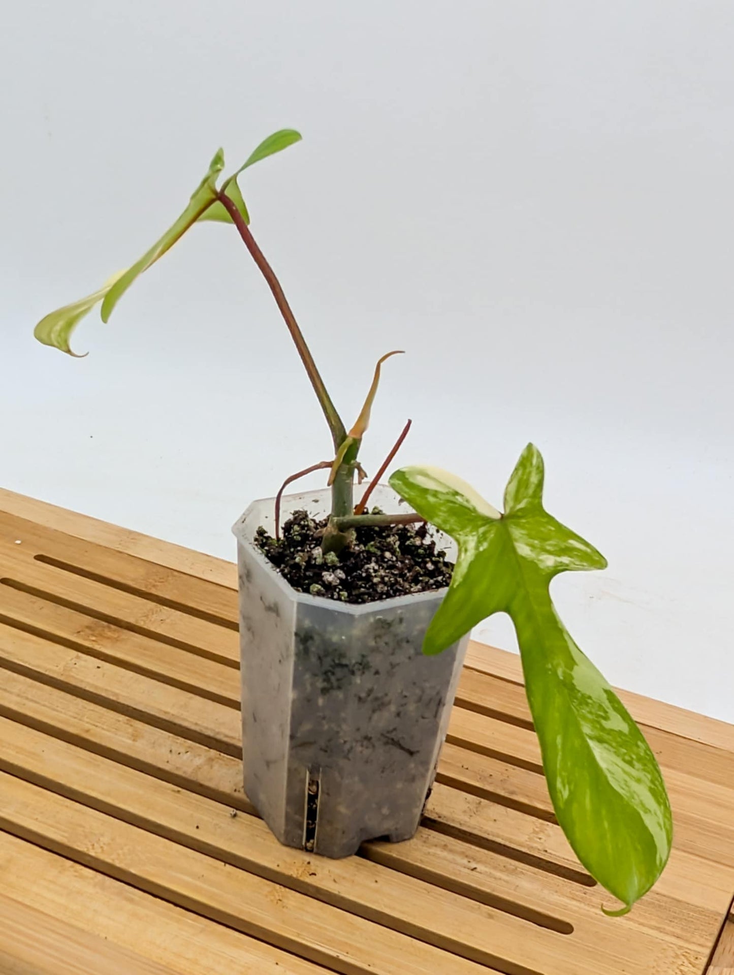 Philodendron Florida Beauty Variegated